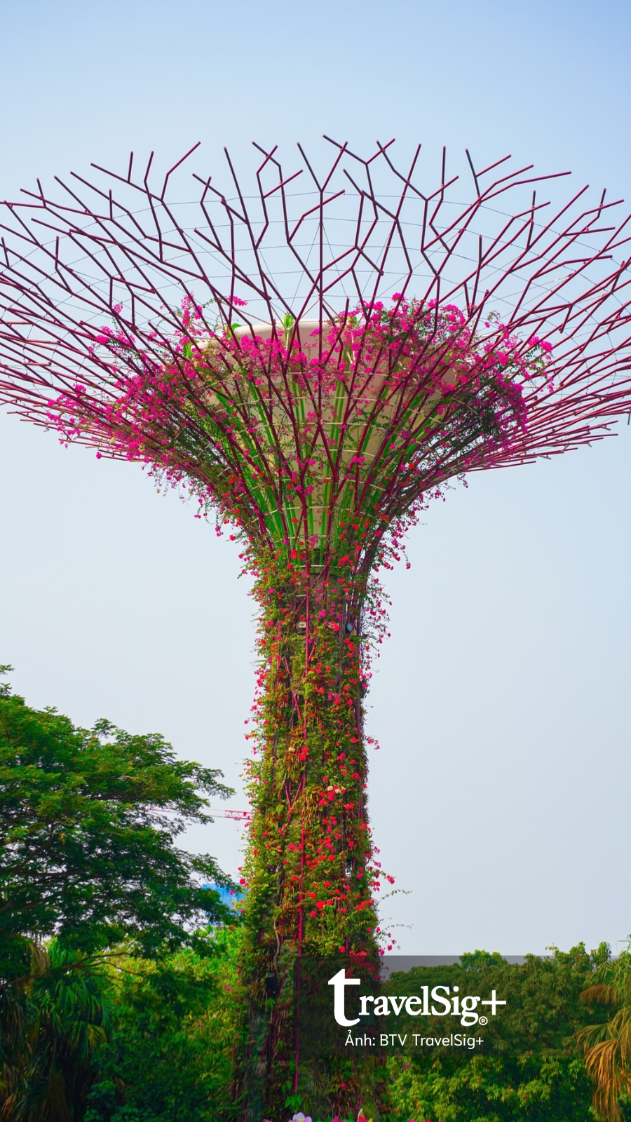 Gardens by the Bay: Khi Singapore cất giấu cả một khu rừng giữa lòng đô thị