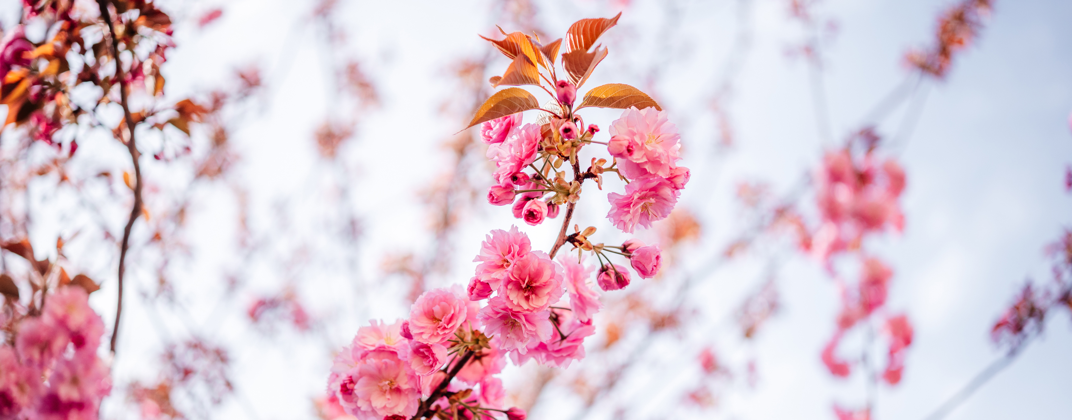 TravelSig+ Khi hành trình là trải nghiệm độc bản