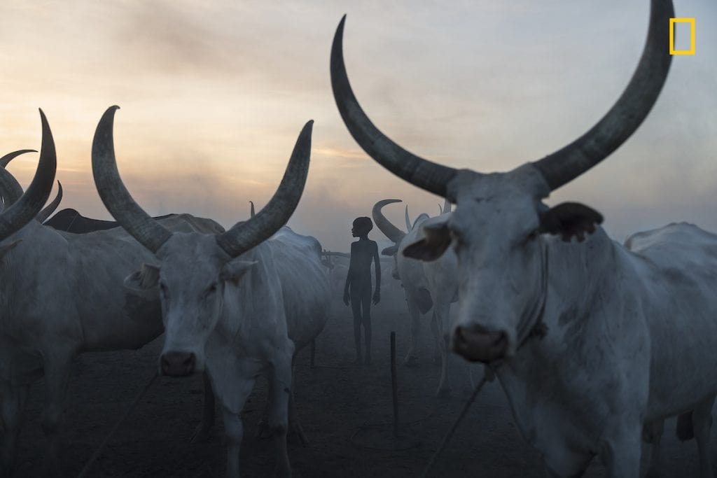 Loai bo Ankole-Watusi TravelSig.jpg