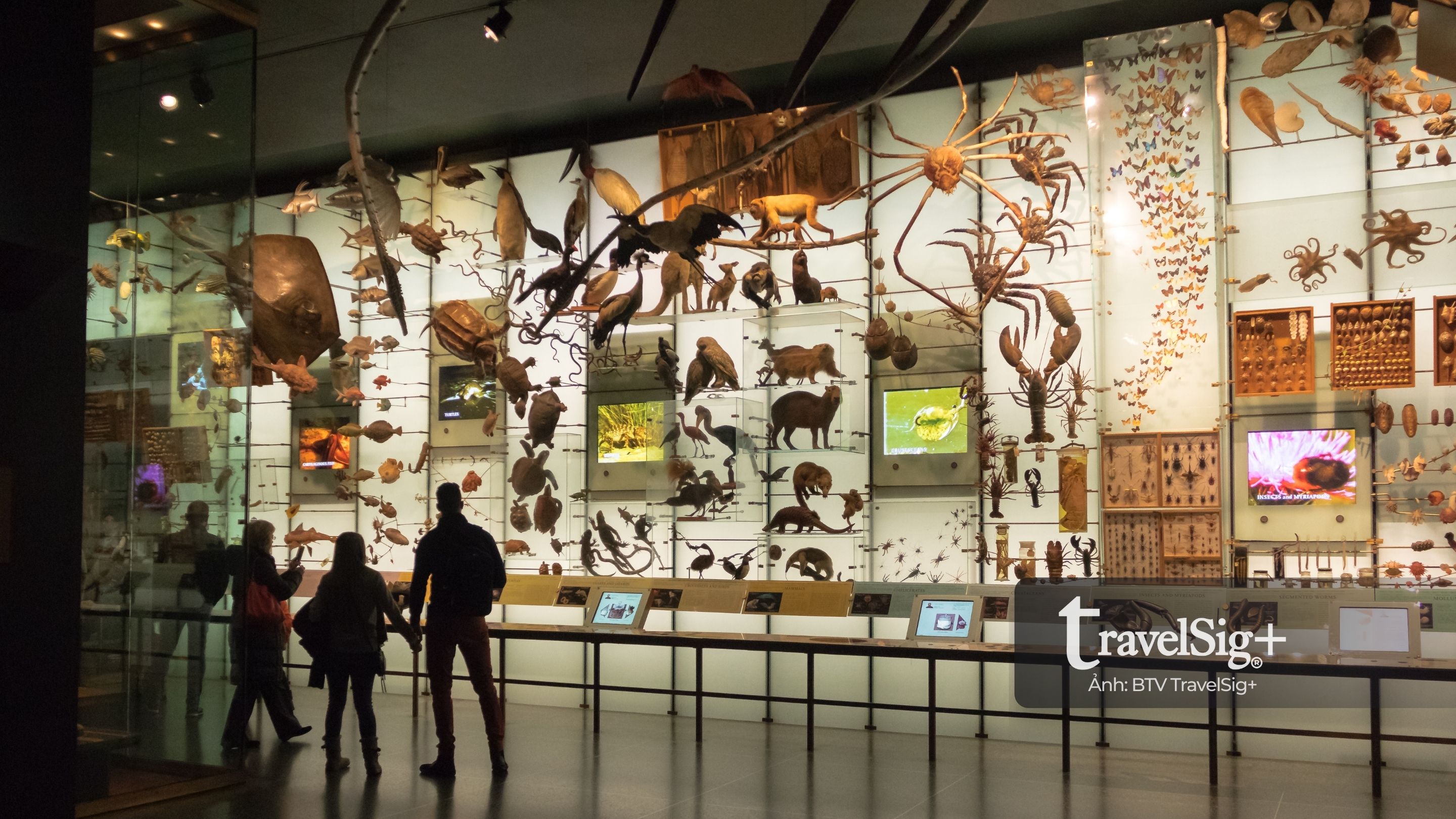 American Museum of Natural History: Bản giao hưởng của thời gian giữa lòng Manhattan