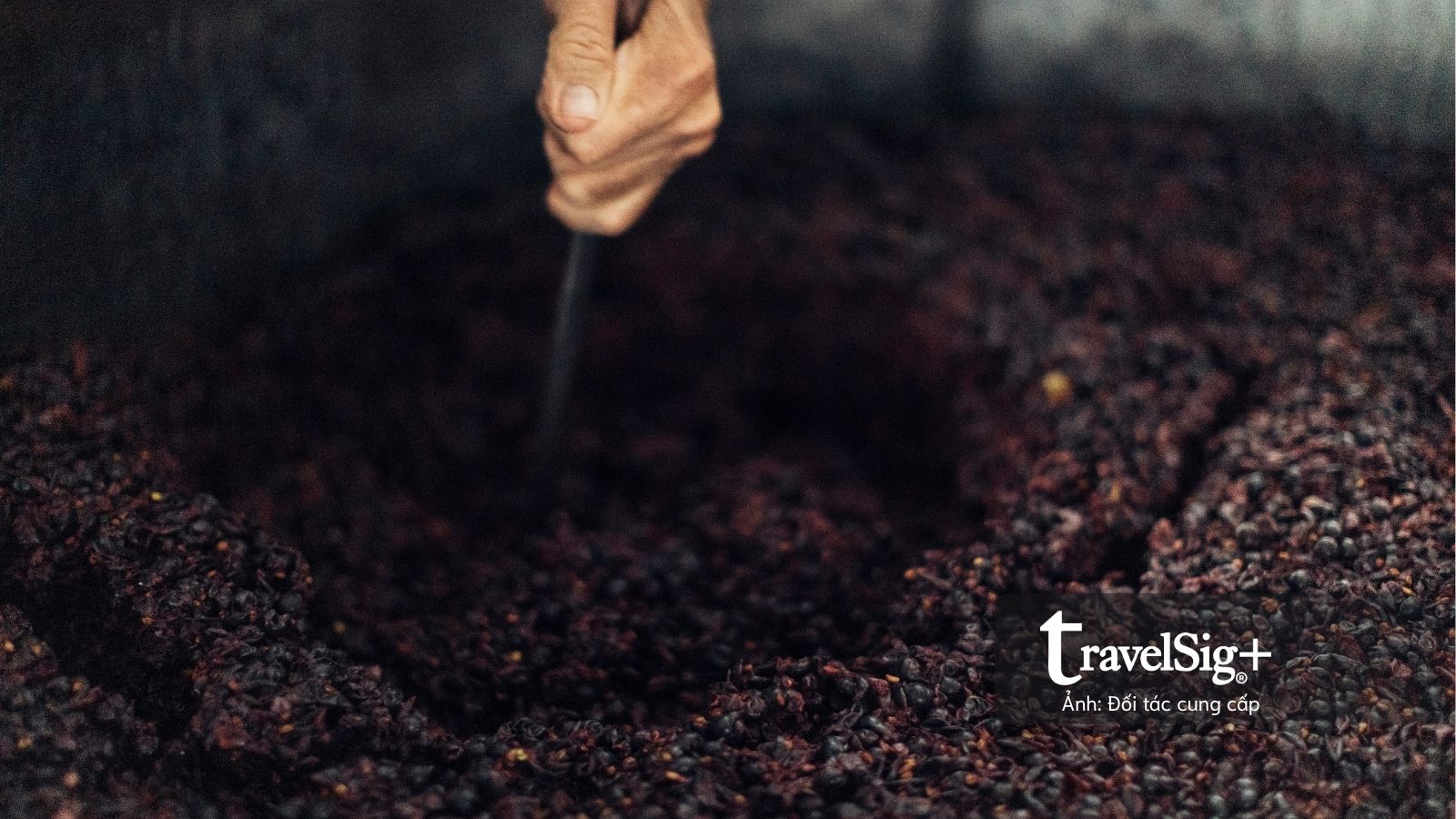 Australian Wine Showcase 2026 đưa sự đa dạng của vang Úc đến gần hơn với thị trường Việt Nam