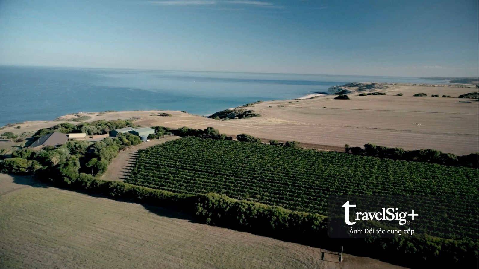 Australian Wine Showcase 2026 đưa sự đa dạng của vang Úc đến gần hơn với thị trường Việt Nam