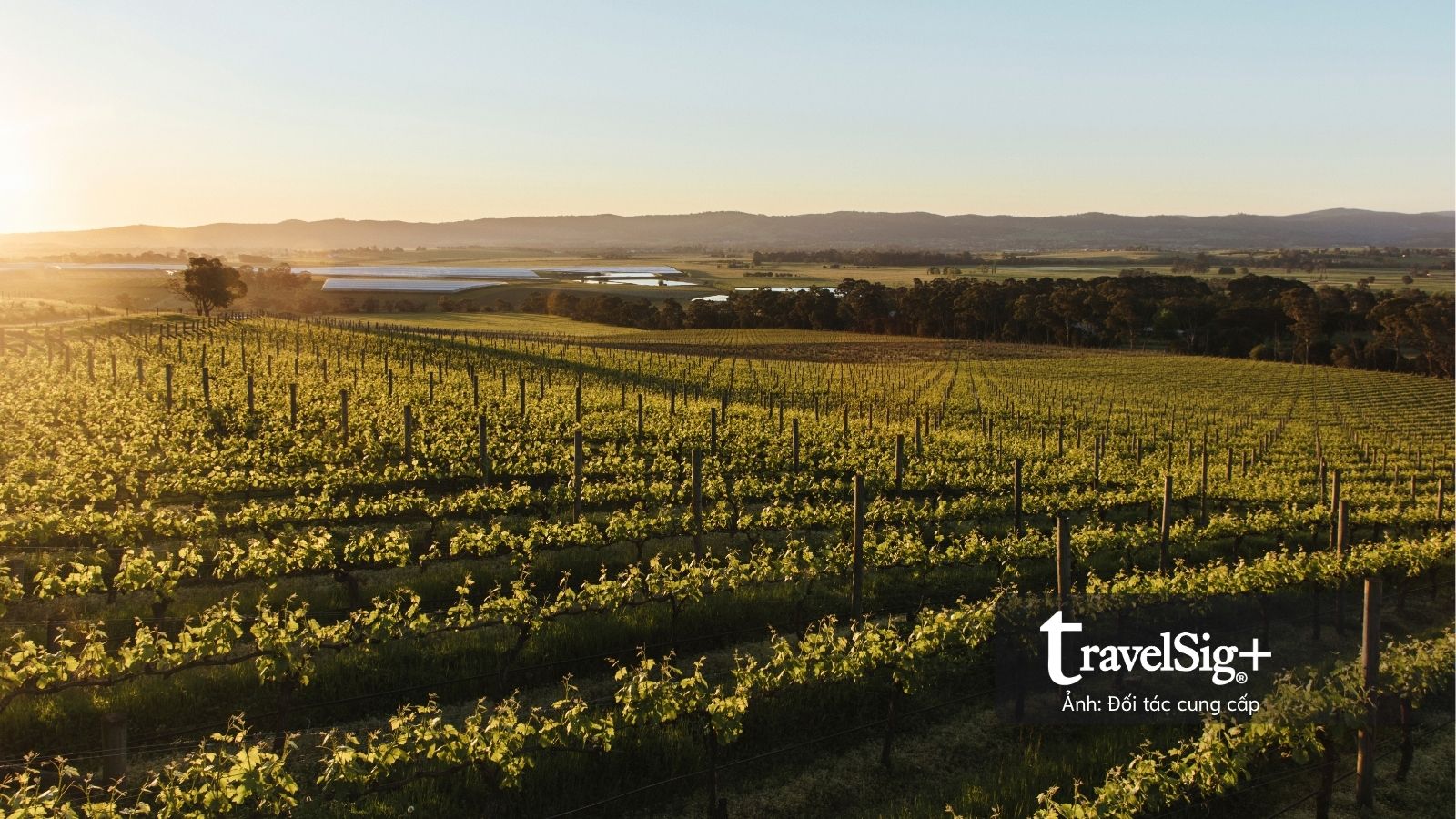 Australian Wine Showcase 2026 đưa sự đa dạng của vang Úc đến gần hơn với thị trường Việt Nam