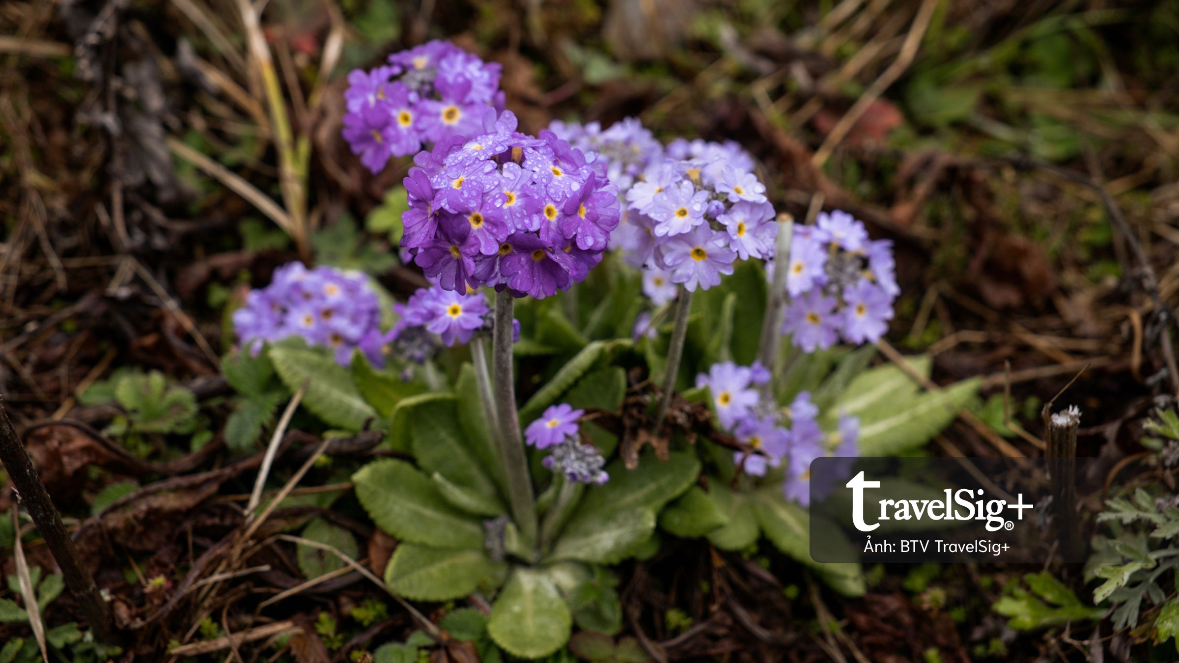 Bhutan: Hành trình chạm vào miền thiền an nhiên cùng Du lịch Triều Hảo