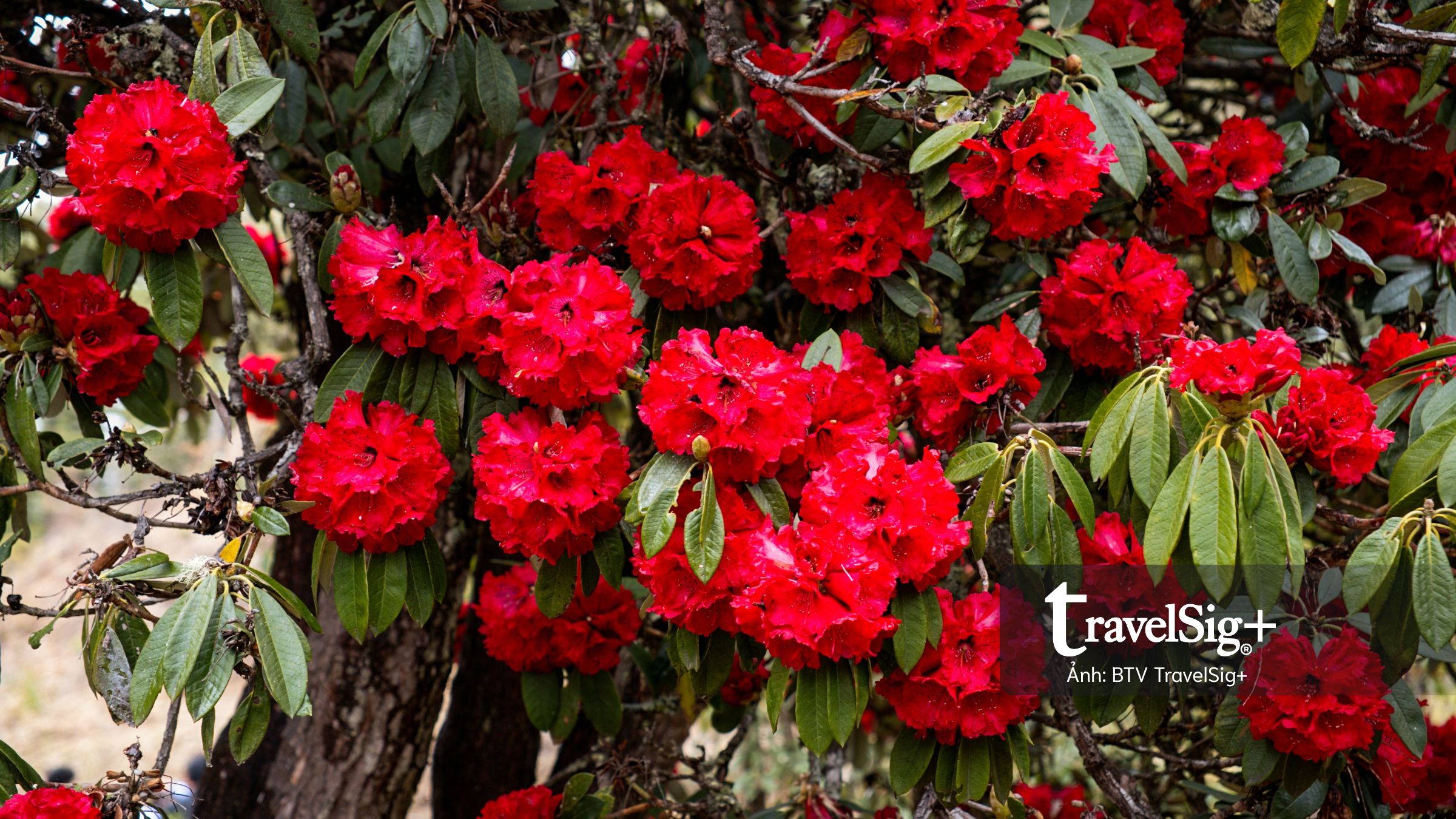 Bhutan: Hành trình chạm vào miền thiền an nhiên cùng Du lịch Triều Hảo