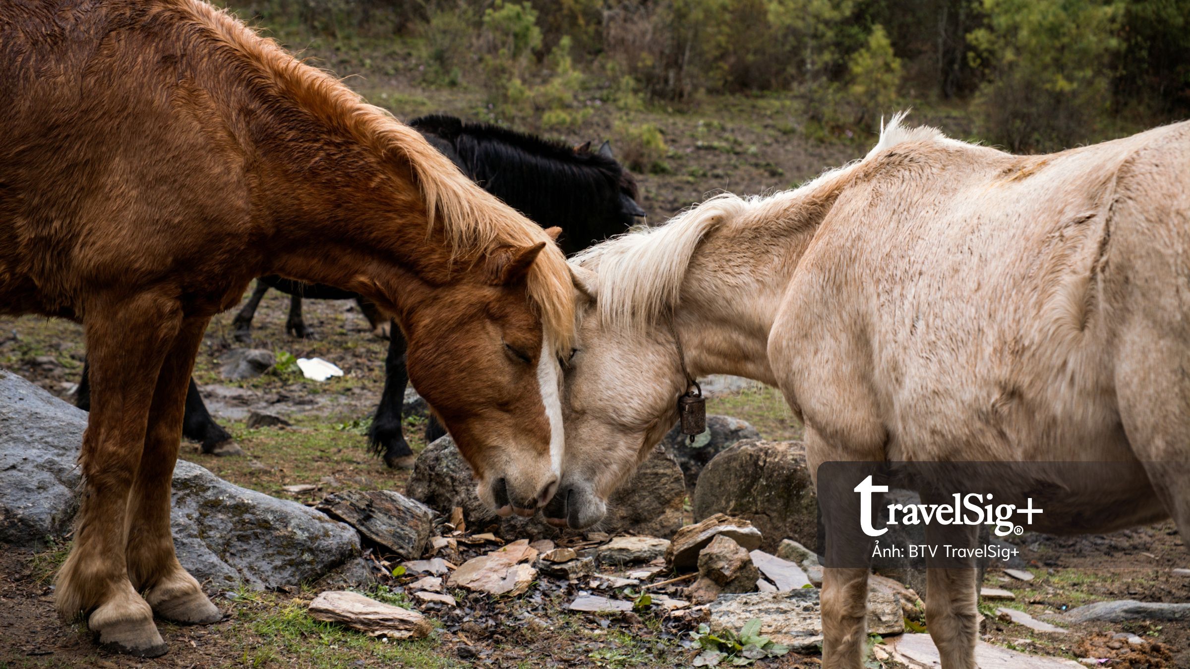 Bhutan: Hành trình chạm vào miền thiền an nhiên cùng Du lịch Triều Hảo