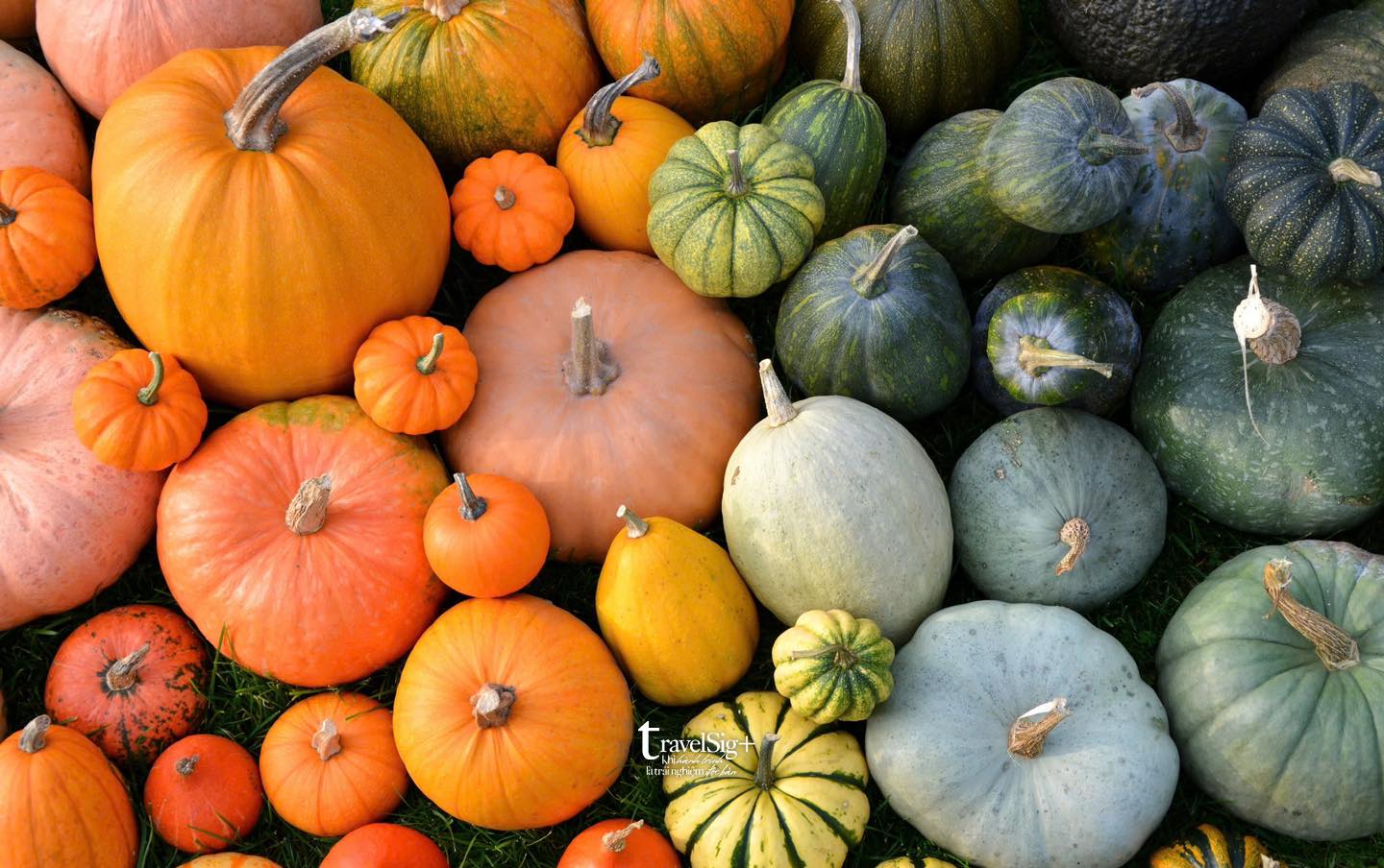 Bí ngô, biểu tượng Halloween: Từ củ cải Ireland đến lễ hội ma quái ngày nay