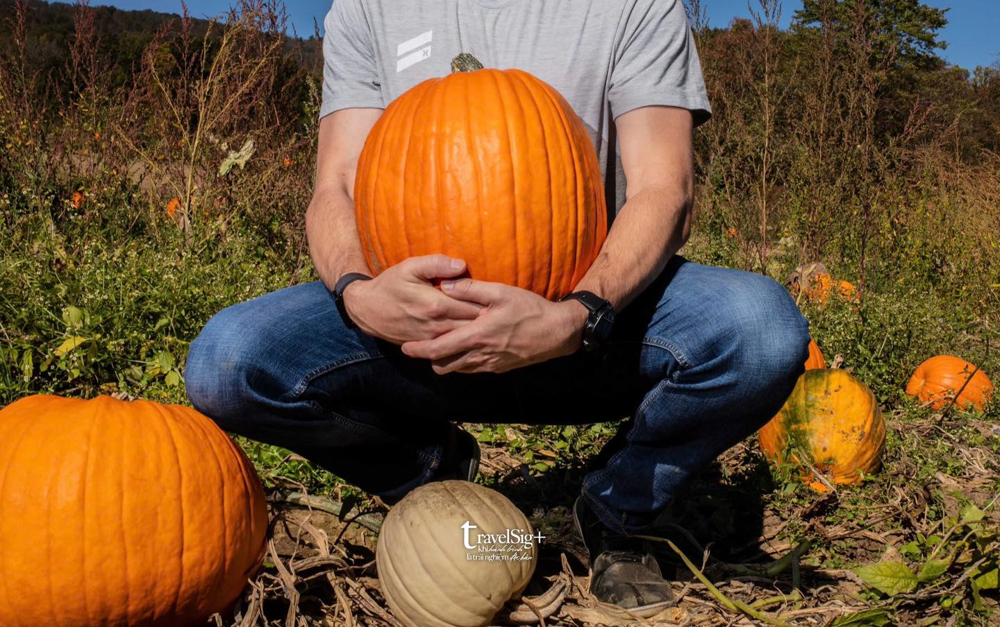 Bí ngô, biểu tượng Halloween: Từ củ cải Ireland đến lễ hội ma quái ngày nay