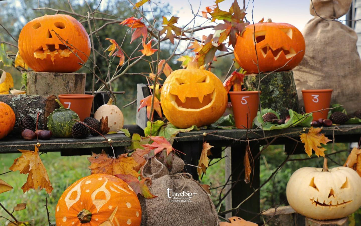 Bí ngô, biểu tượng Halloween: Từ củ cải Ireland đến lễ hội ma quái ngày nay