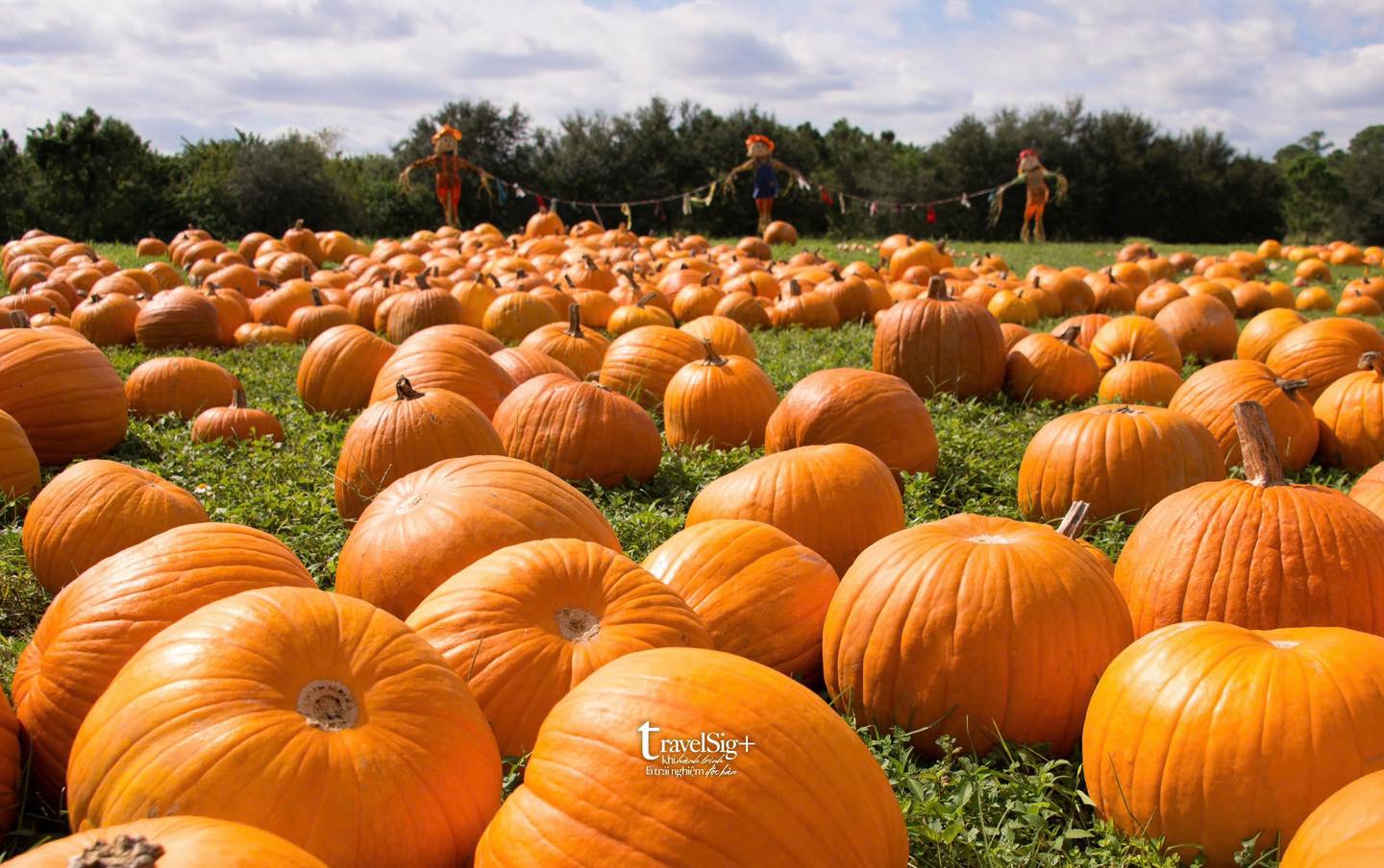 Bí ngô, biểu tượng Halloween: Từ củ cải Ireland đến lễ hội ma quái ngày nay