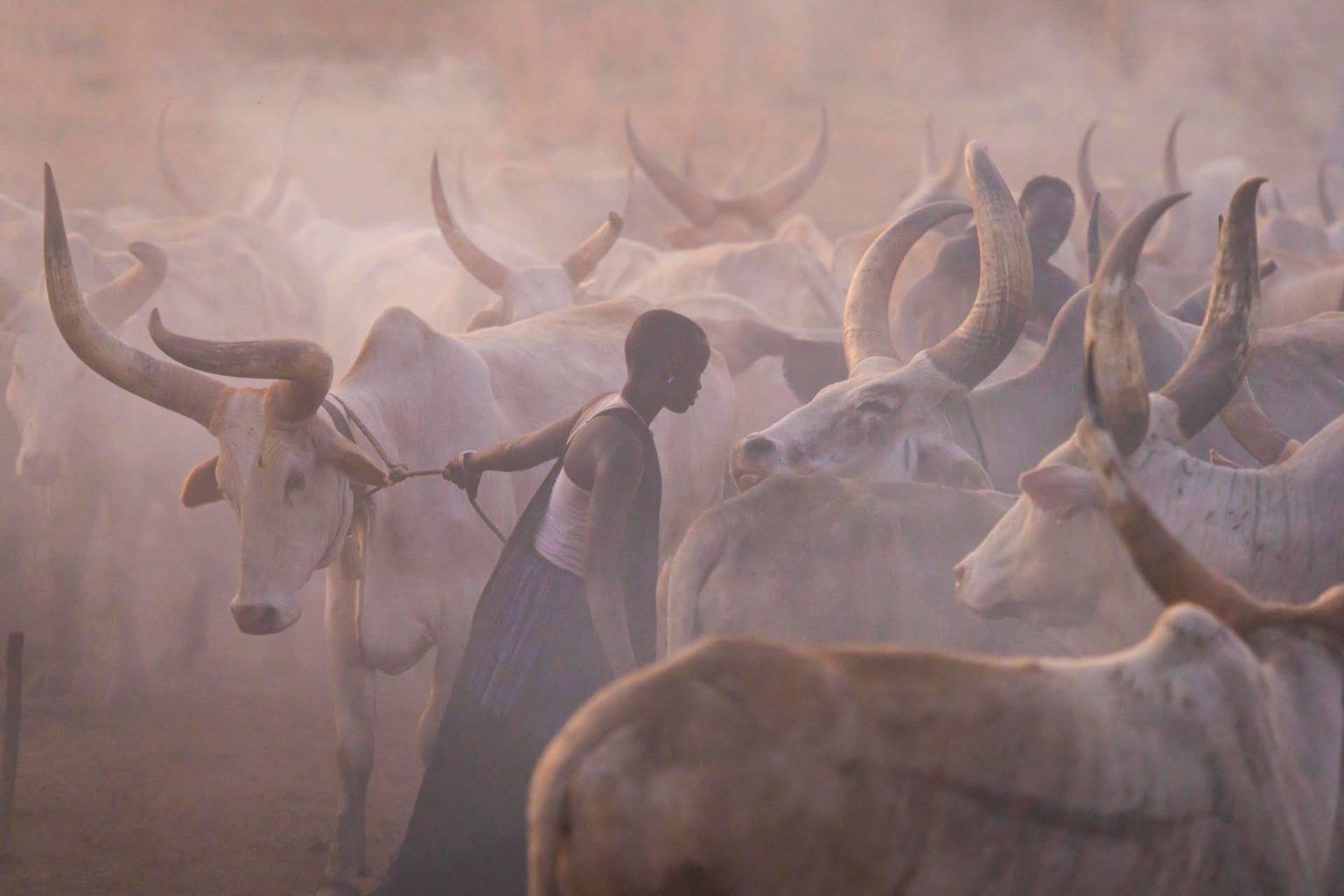 big-herd-1536x1024.jpg