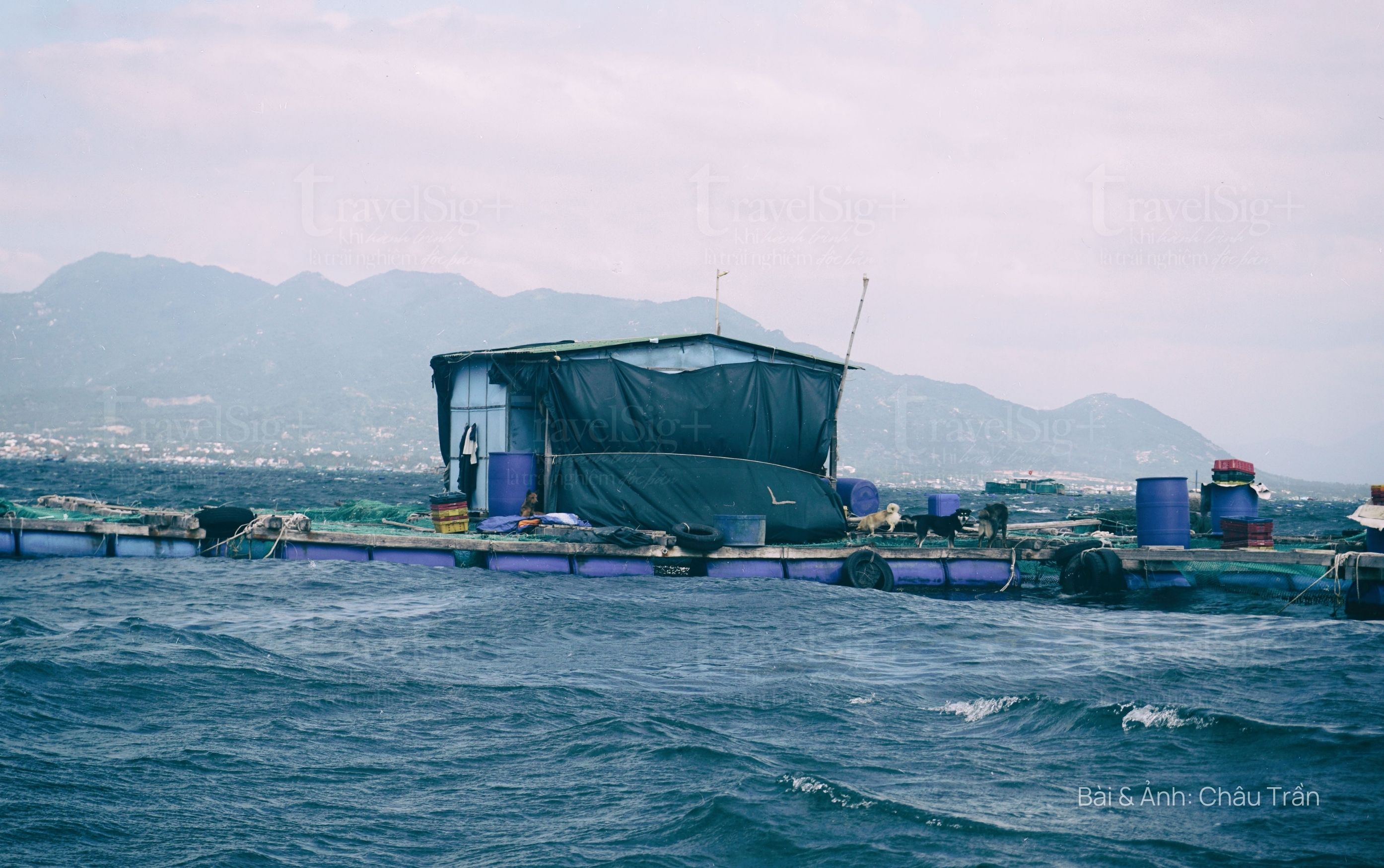 Cam Ranh, thủ phủ tôm hùm