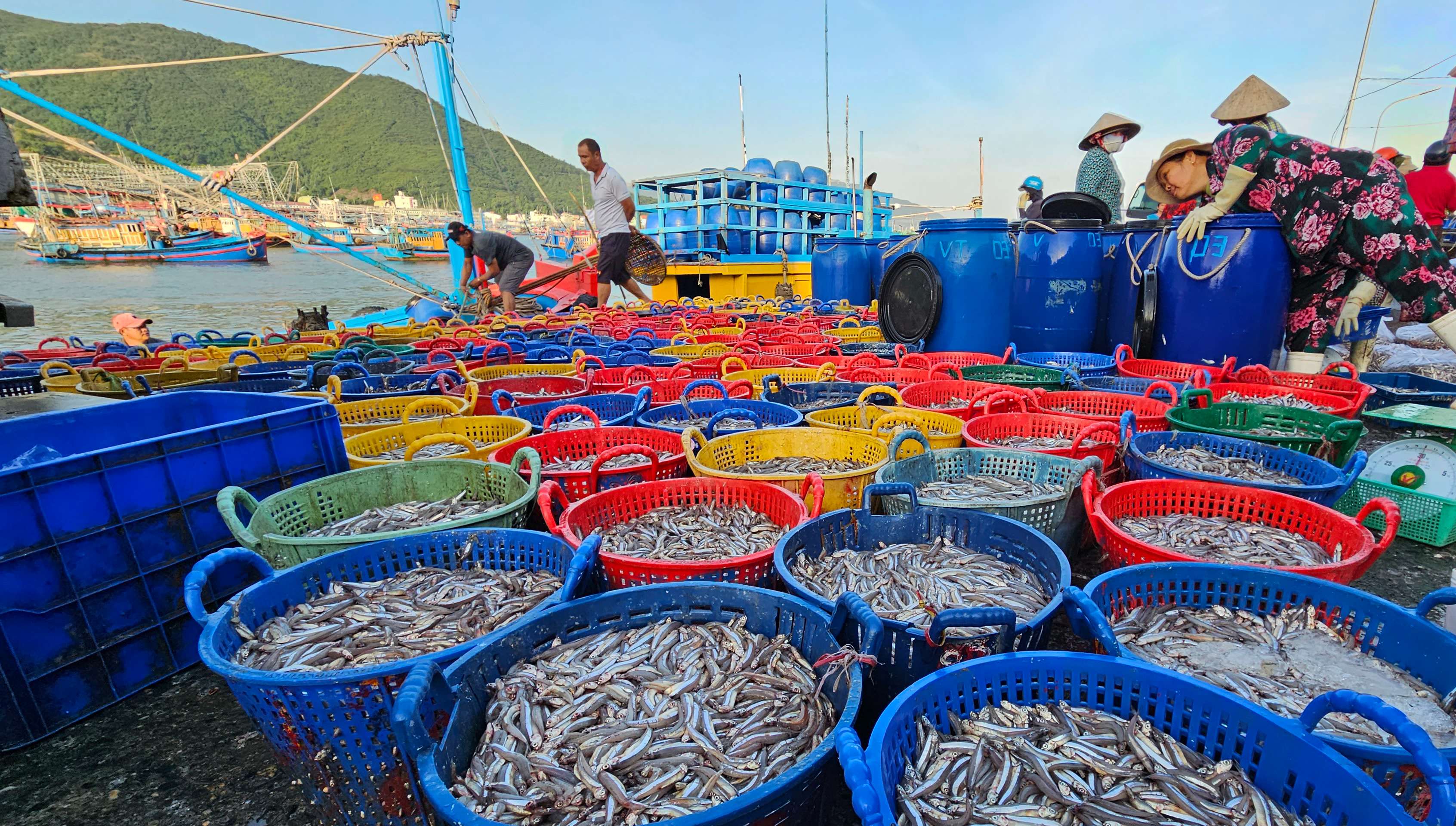 Cảng cá dân sinh Vĩnh Trường trúng mùa cá cơm