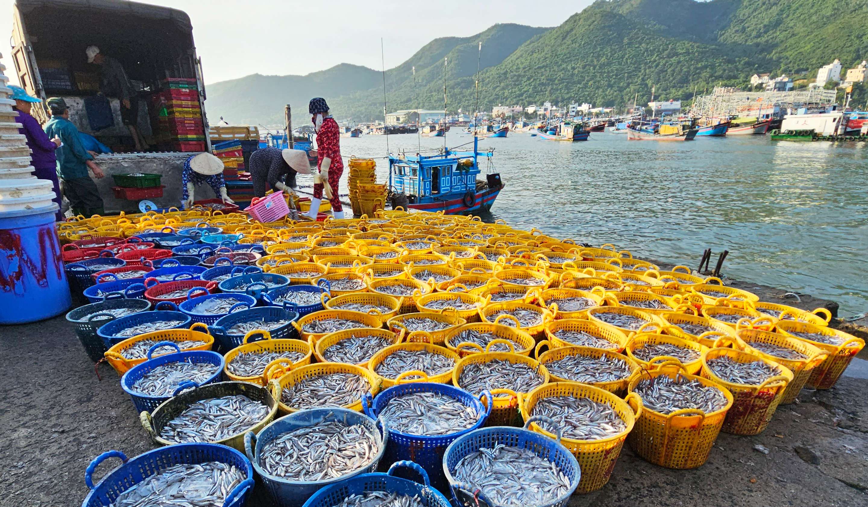 Cảng cá dân sinh Vĩnh Trường trúng mùa cá cơm