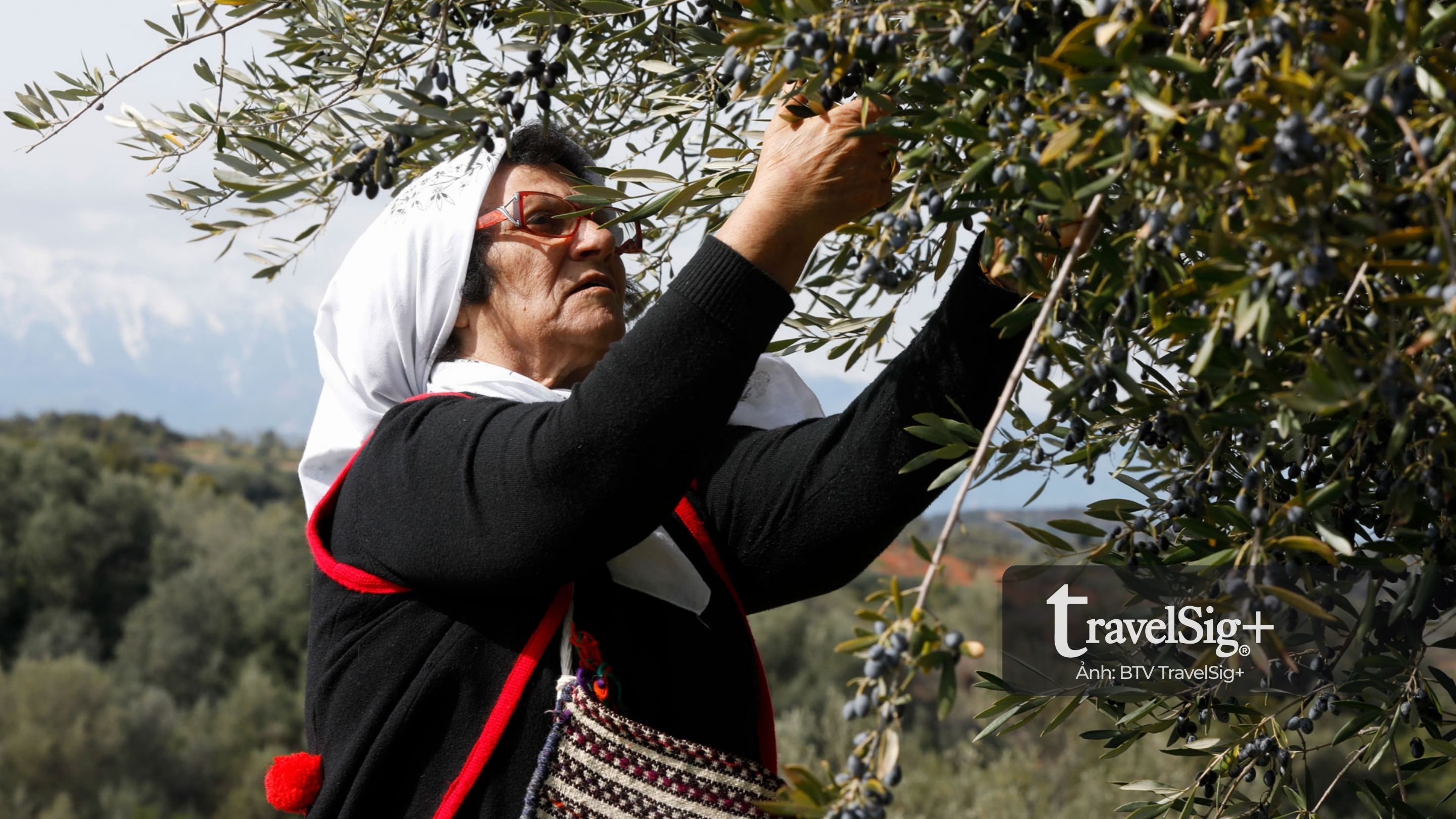 Câu chuyện olive - từ bóng cây Địa Trung Hải đến giọt dầu xanh vàng