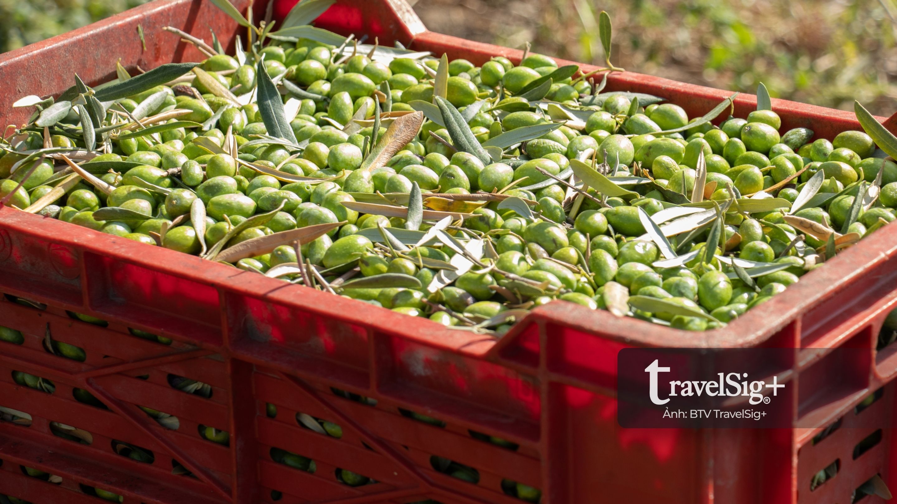 Câu chuyện olive - từ bóng cây Địa Trung Hải đến giọt dầu xanh vàng