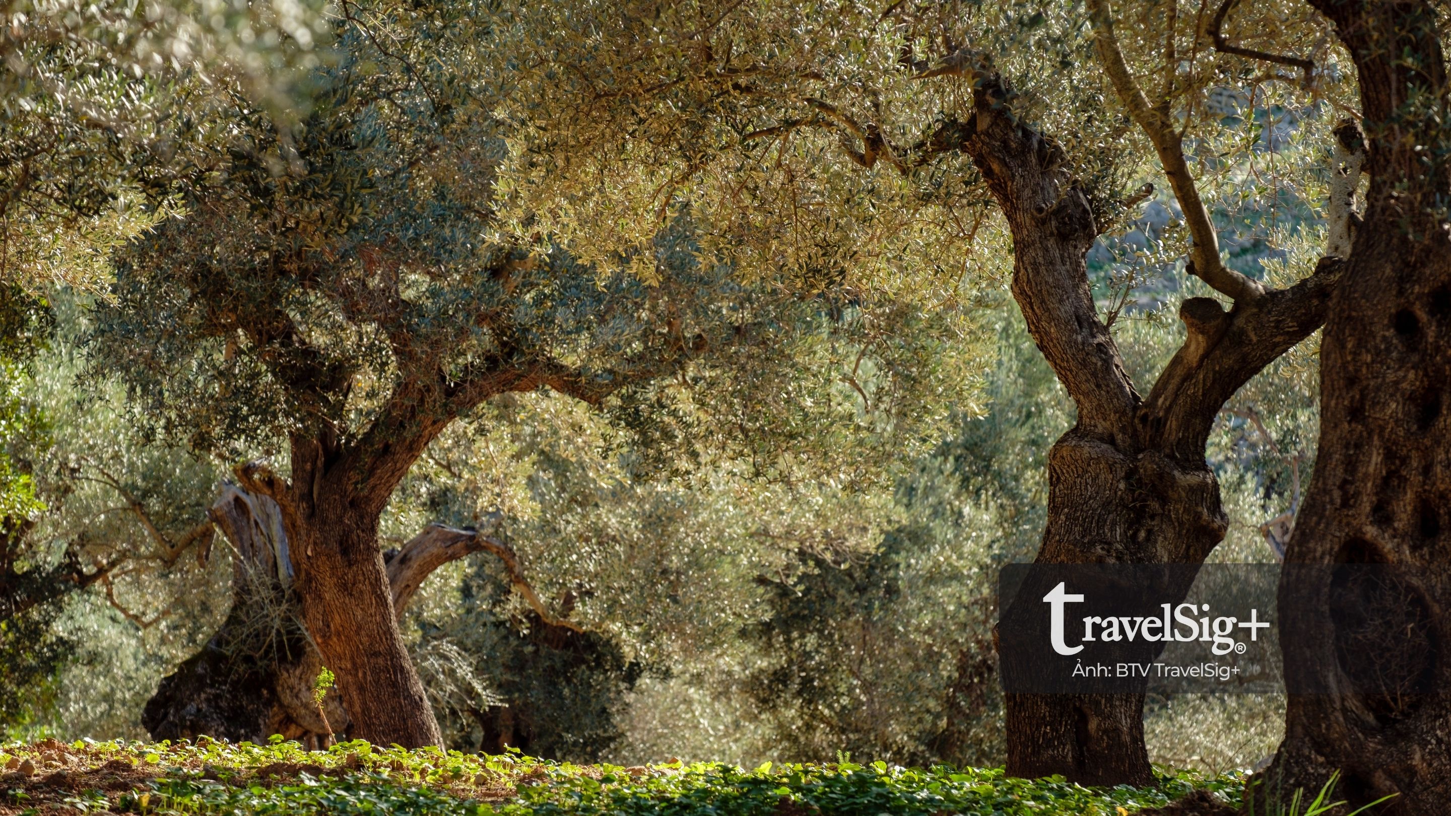 Câu chuyện olive - từ bóng cây Địa Trung Hải đến giọt dầu xanh vàng