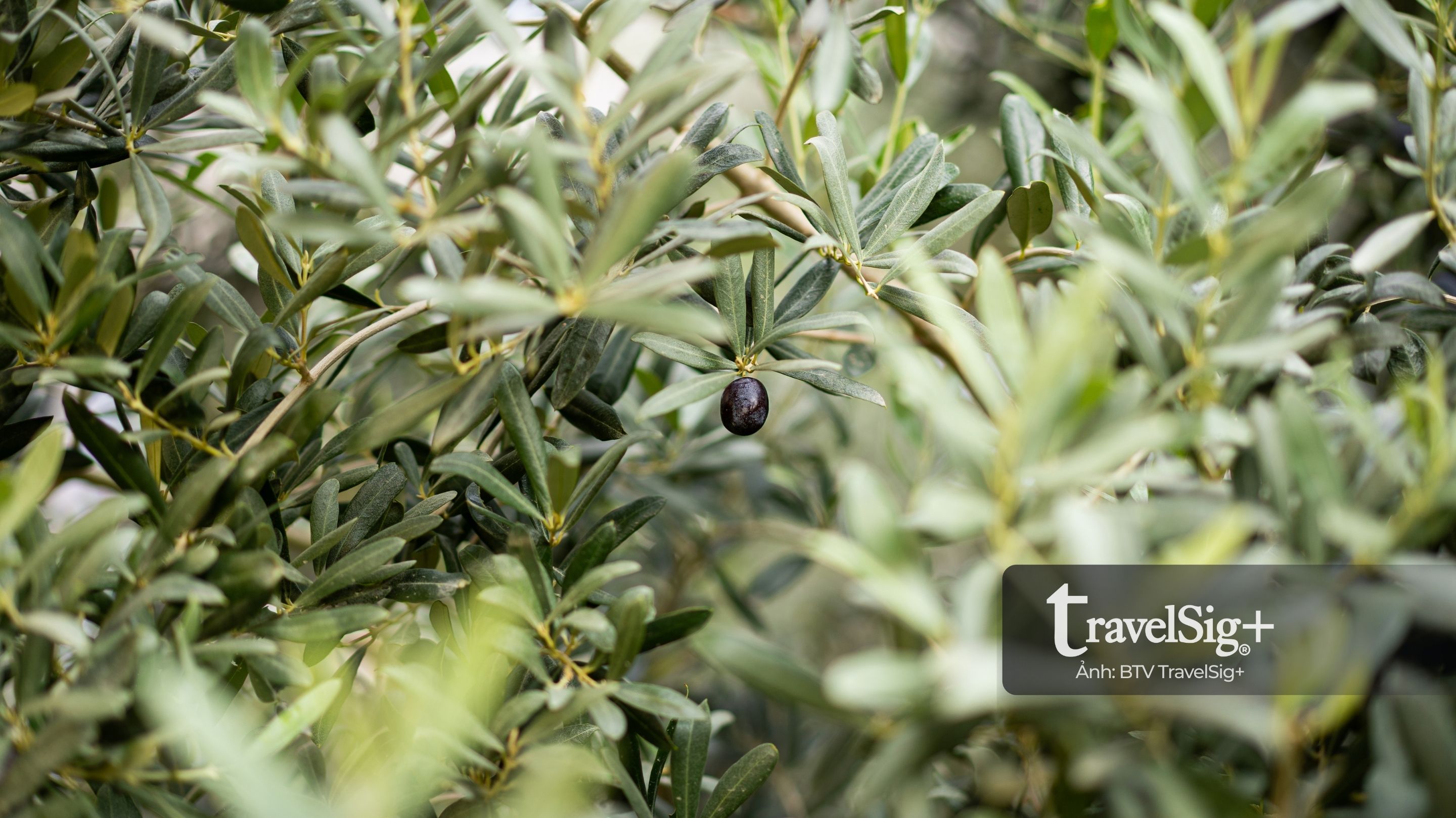 Câu chuyện olive - từ bóng cây Địa Trung Hải đến giọt dầu xanh vàng