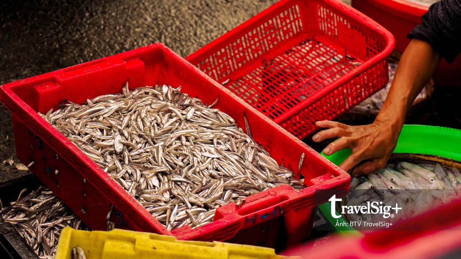 Chợ cá Duy Hải - Nơi một ngày bắt đầu từ biển