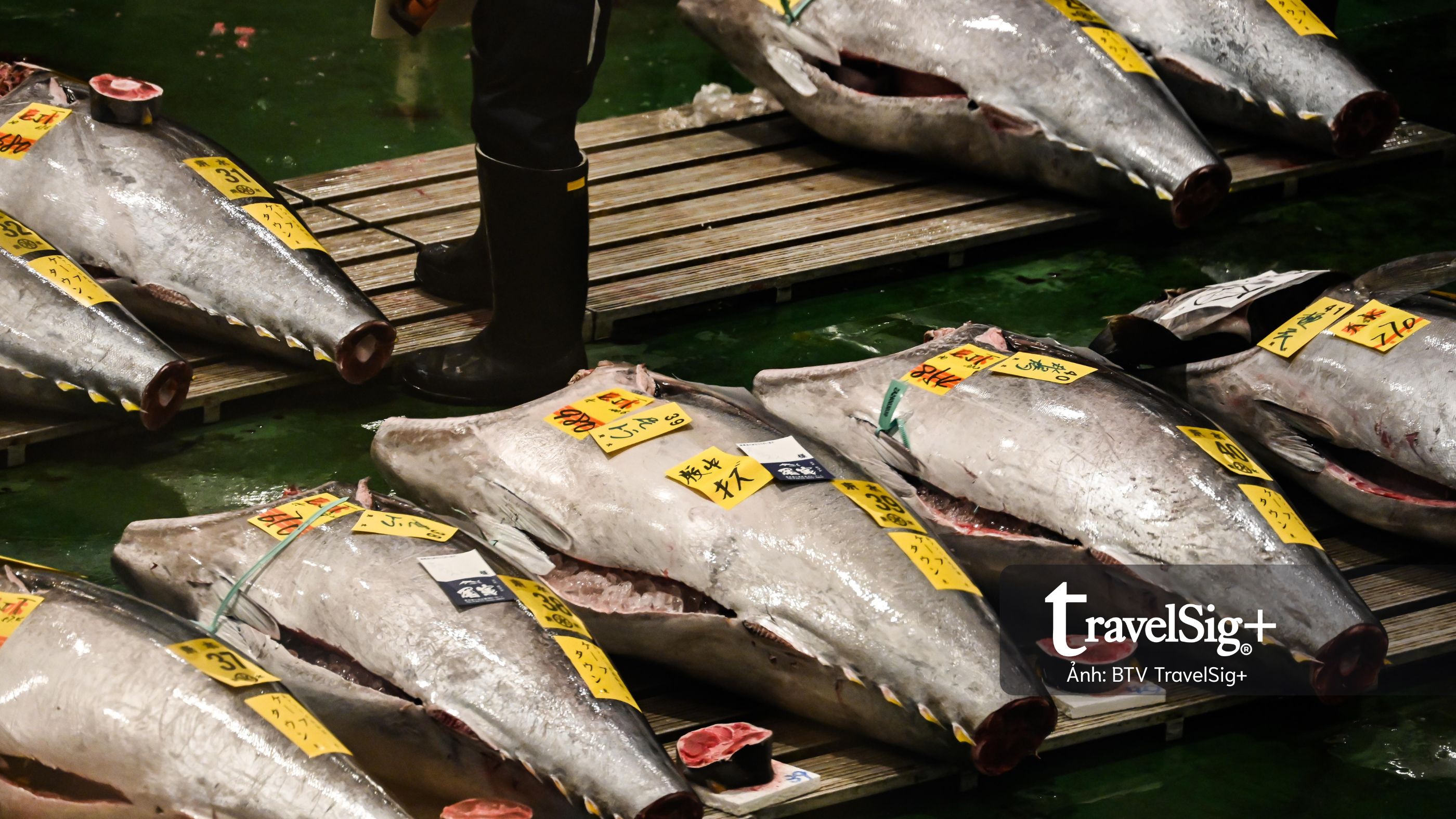 Chợ cá Nhật Bản và nhịp sống mặn mòi từ biển đến bàn ăn