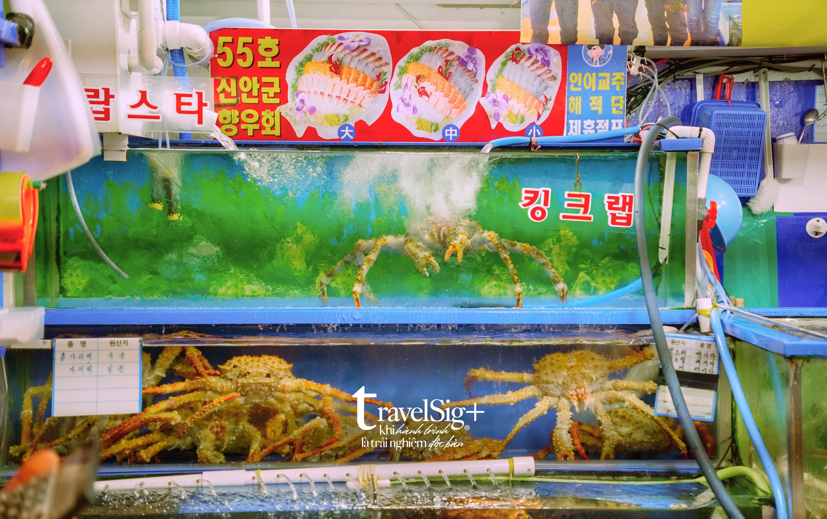 Chợ cá Noryangjin - Thiên đường hải sản tươi sống giữa lòng Seoul