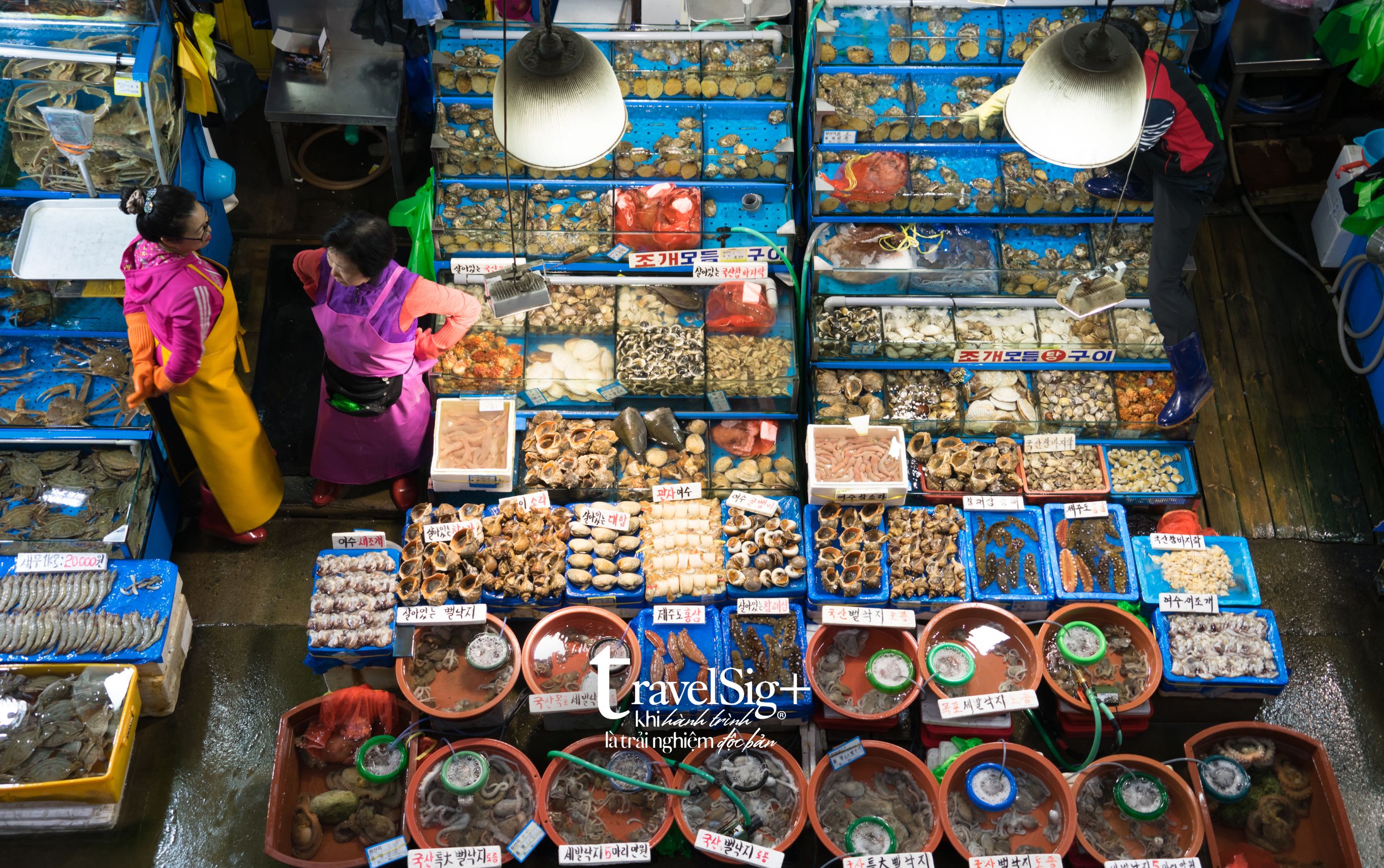 Chợ cá Noryangjin - Thiên đường hải sản tươi sống giữa lòng Seoul