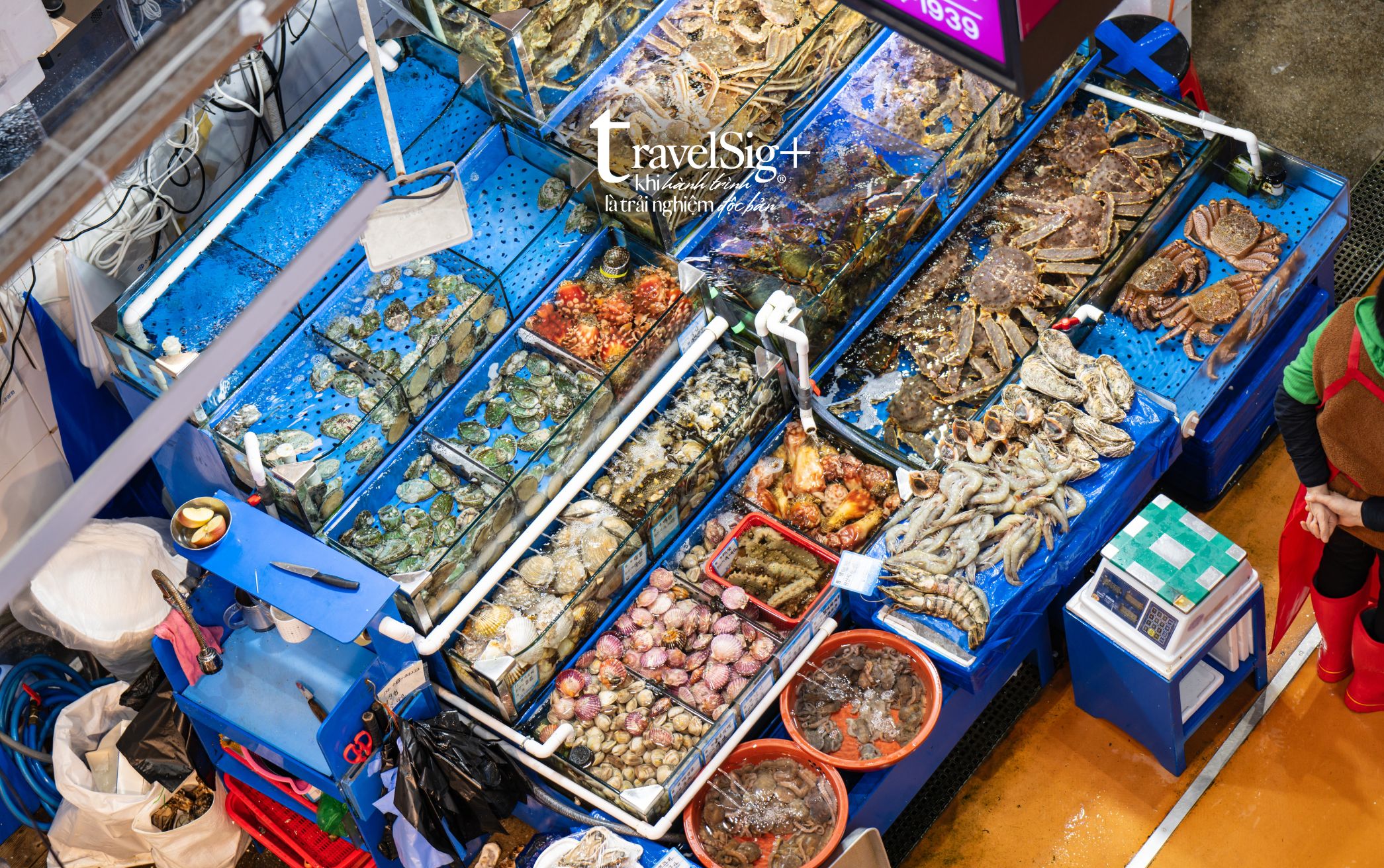 Chợ cá Noryangjin - Thiên đường hải sản tươi sống giữa lòng Seoul