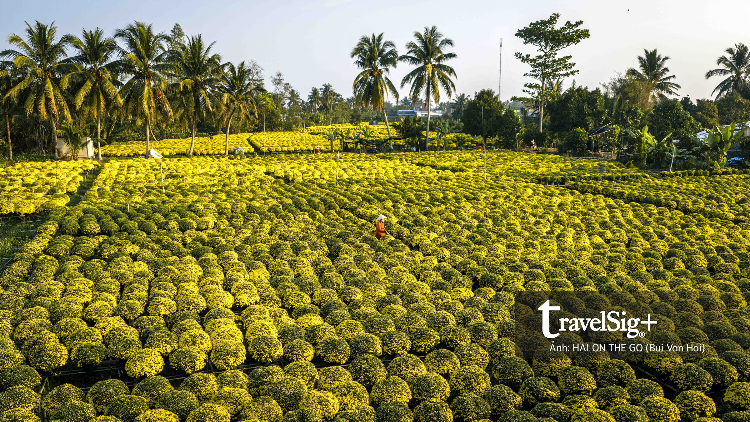 Chợ Lách mùa cúc mâm xôi: một biển vàng rực rỡ gọi Tết về
