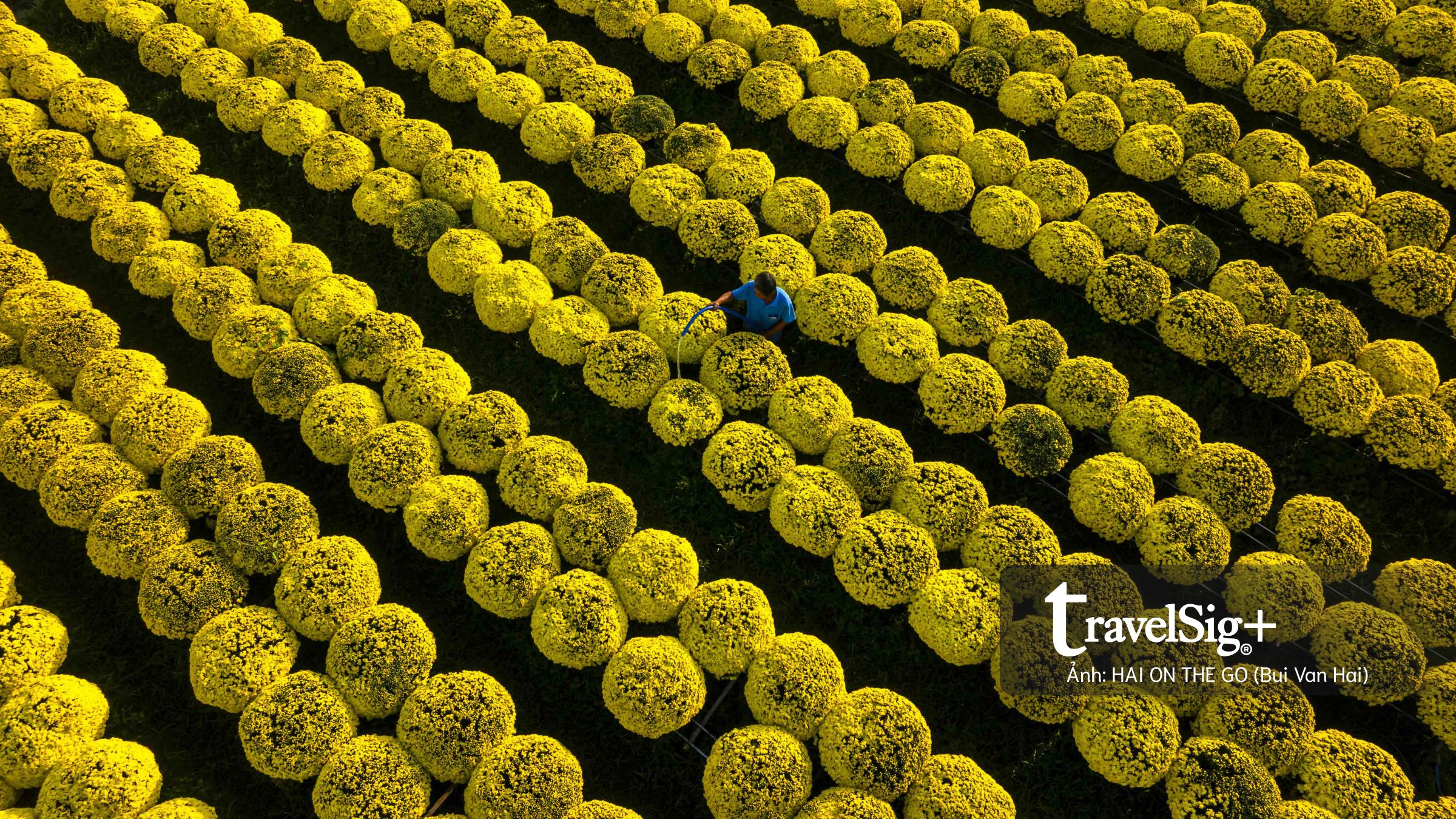 Chợ Lách mùa cúc mâm xôi: một biển vàng rực rỡ gọi Tết về