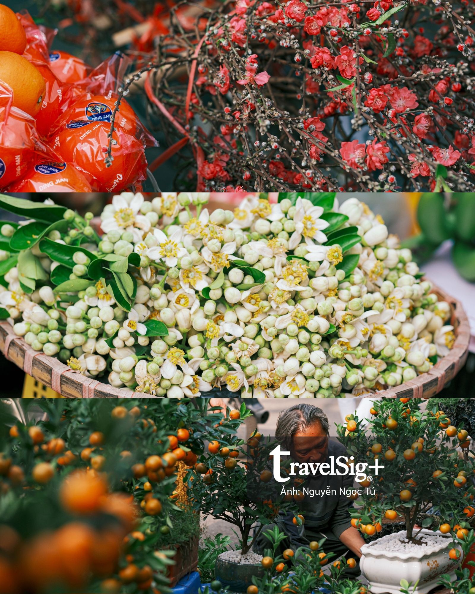 Chở xuân về nhà: Khi chợ Tết đánh thức ký ức bằng hương và sắc