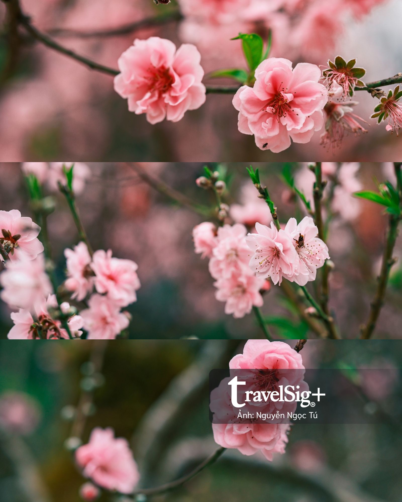 Chở xuân về nhà: Khi chợ Tết đánh thức ký ức bằng hương và sắc