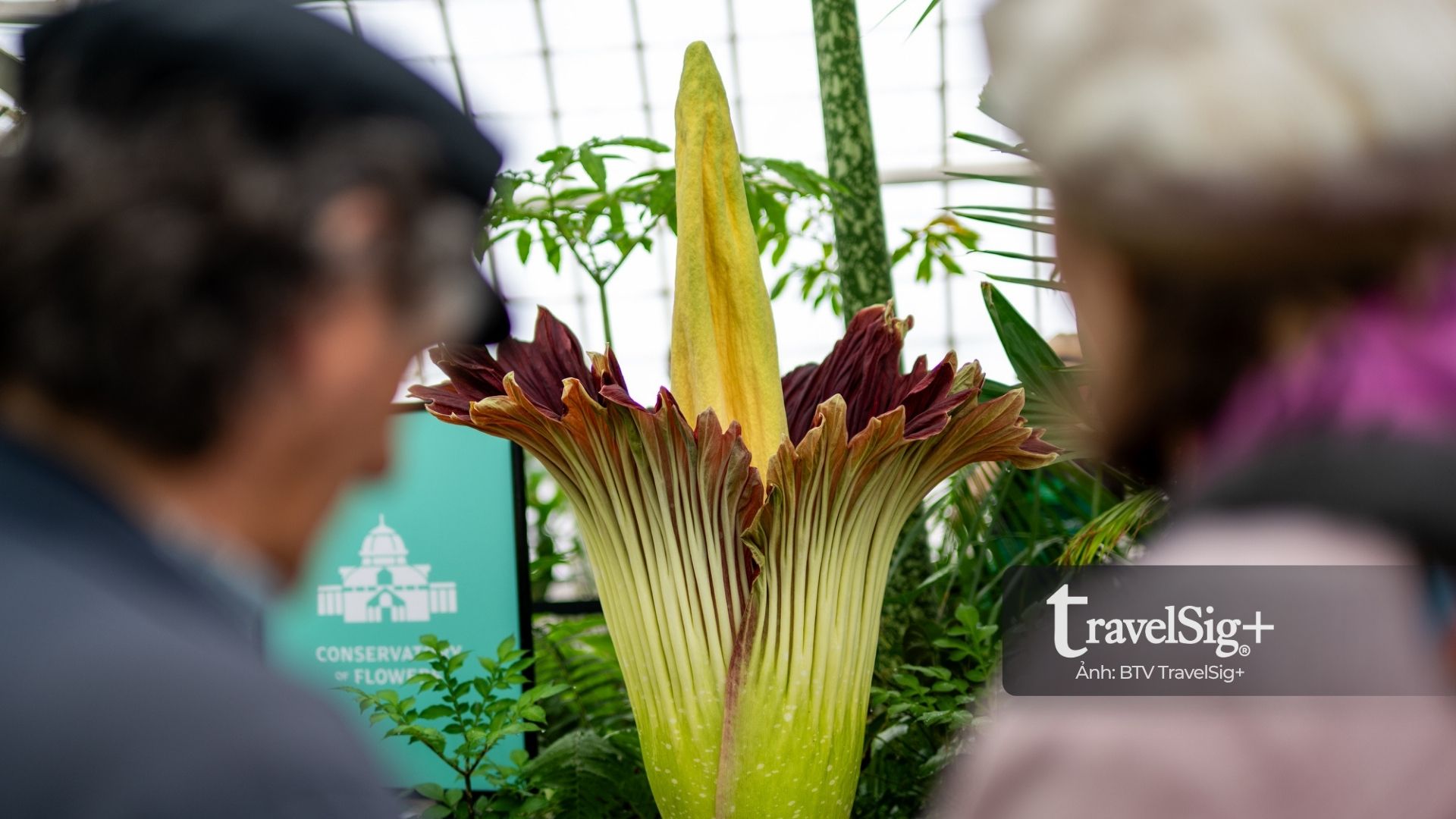 Corpse Flower “hoa xác chết” từ rừng Sumatra đến biểu tượng văn hóa ở phương Tây