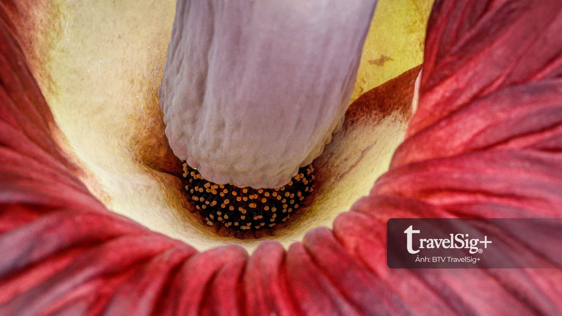 Corpse Flower “hoa xác chết” từ rừng Sumatra đến biểu tượng văn hóa ở phương Tây