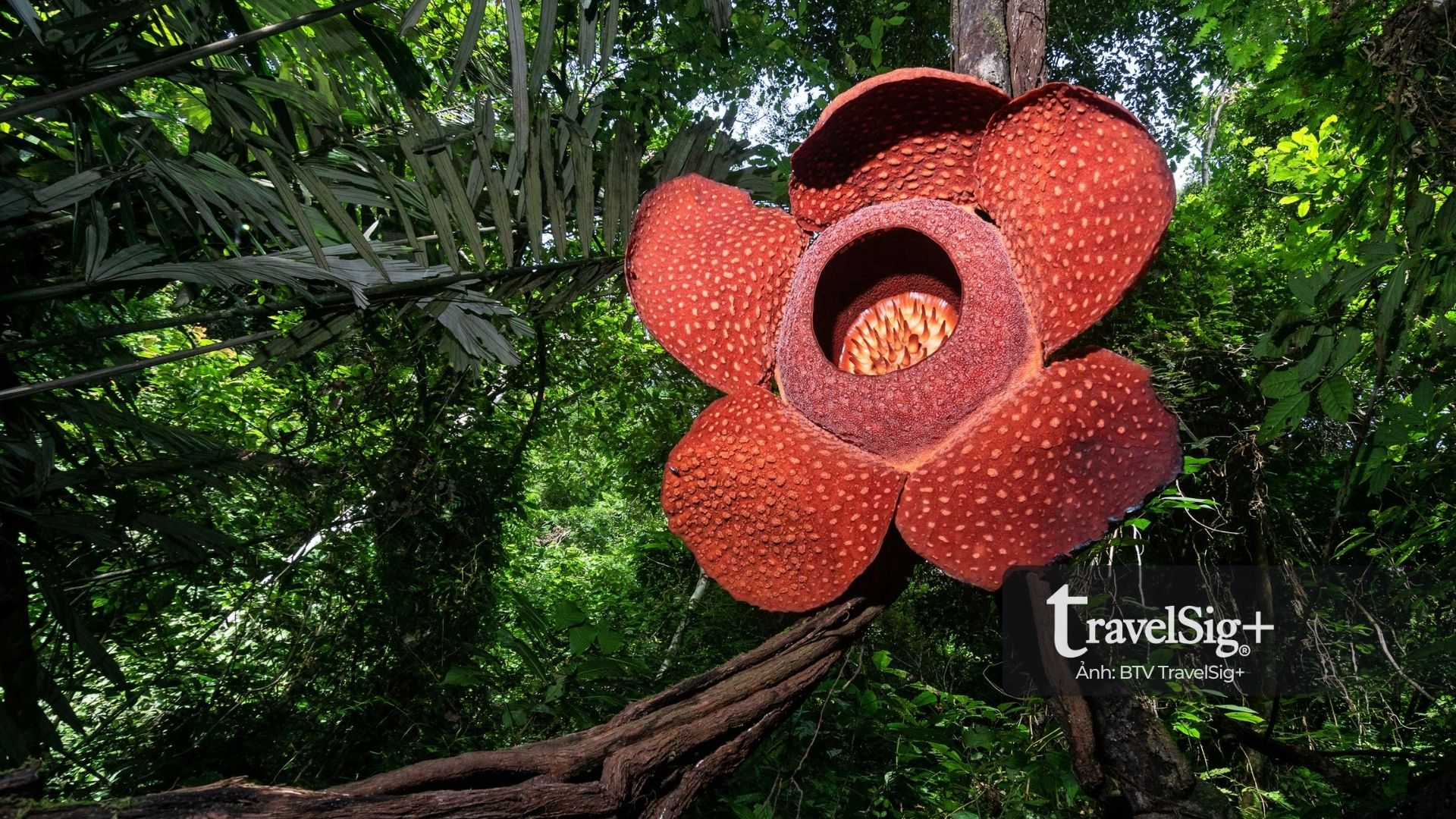 Corpse Flower “hoa xác chết” từ rừng Sumatra đến biểu tượng văn hóa ở phương Tây