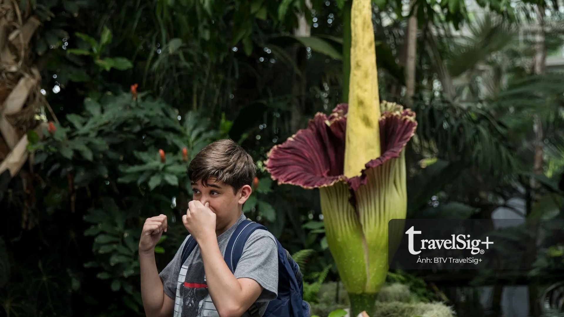 Corpse Flower “hoa xác chết” từ rừng Sumatra đến biểu tượng văn hóa ở phương Tây