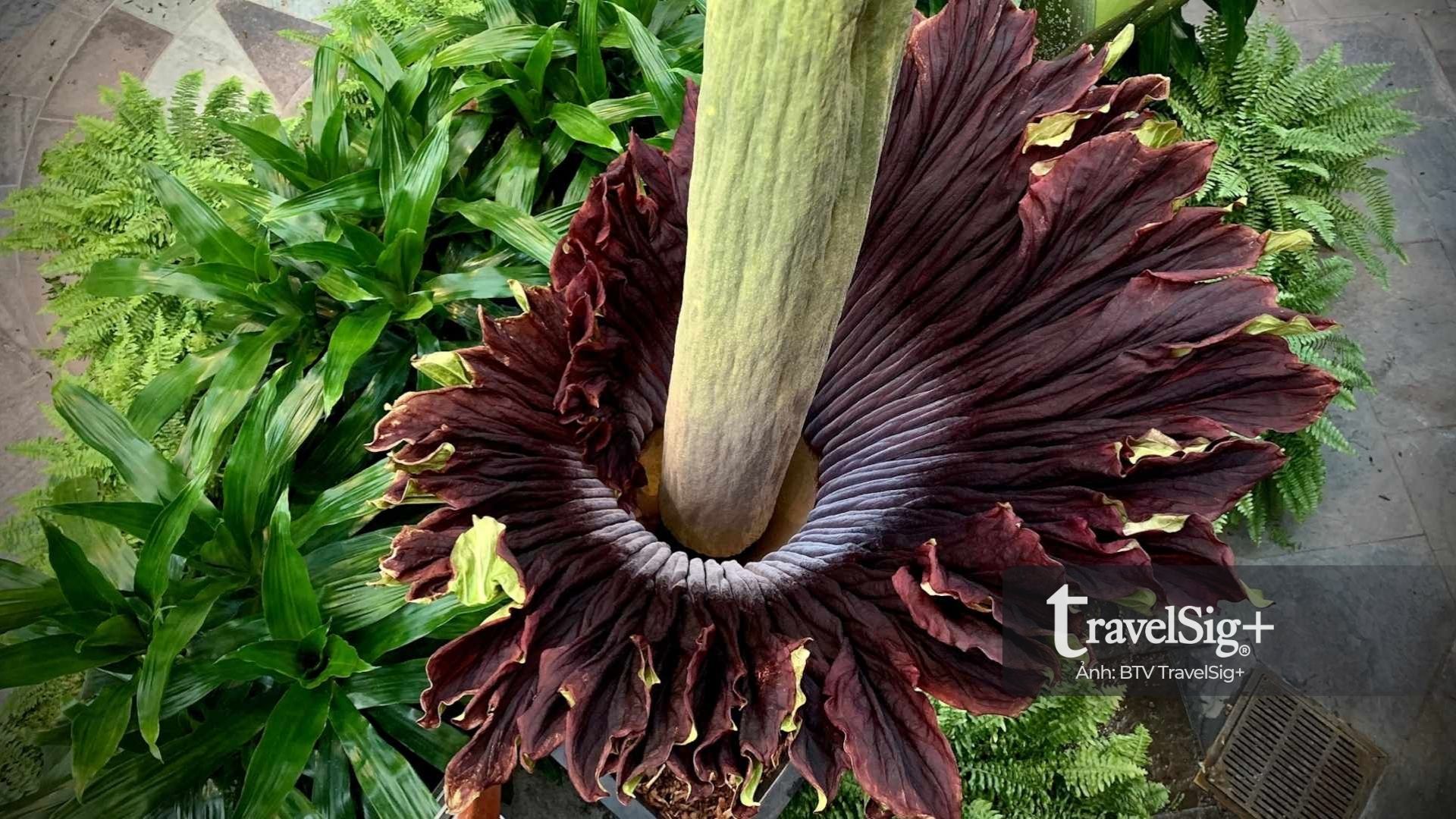 Corpse Flower “hoa xác chết” từ rừng Sumatra đến biểu tượng văn hóa ở phương Tây