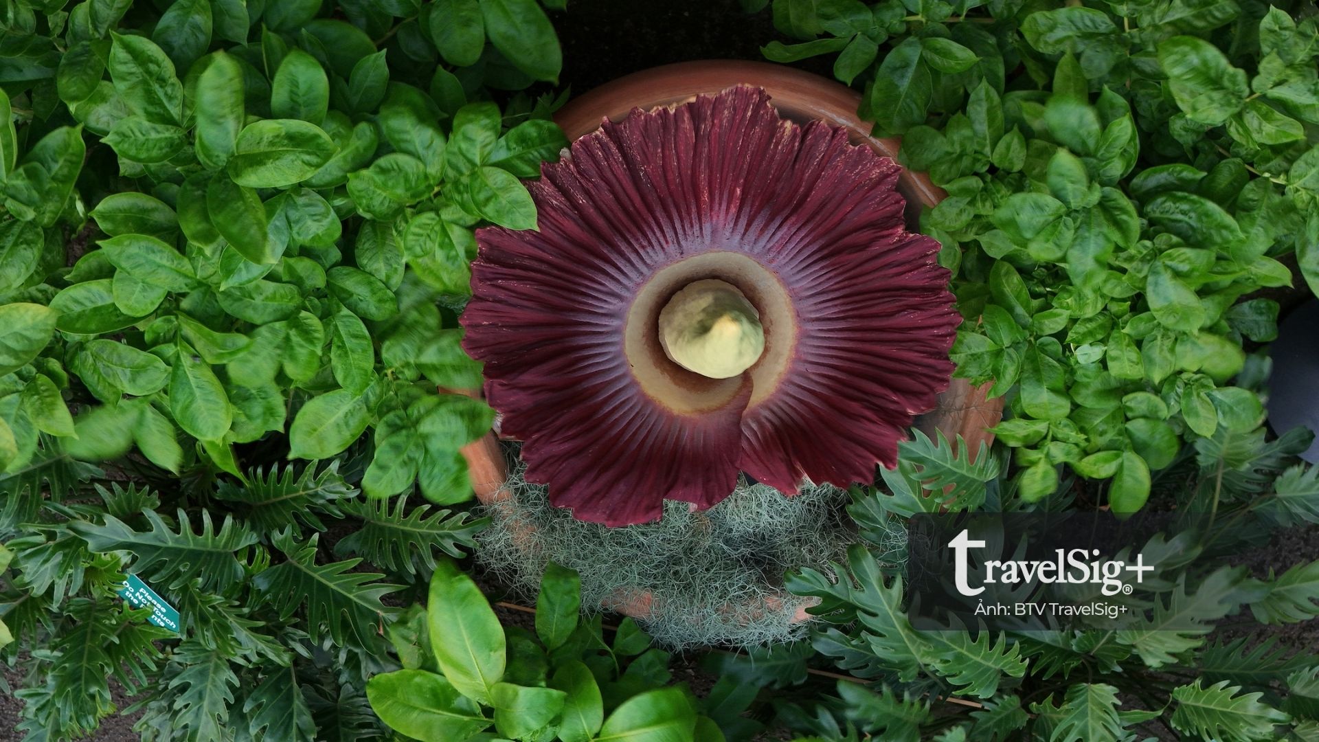 Corpse Flower “hoa xác chết” từ rừng Sumatra đến biểu tượng văn hóa ở phương Tây