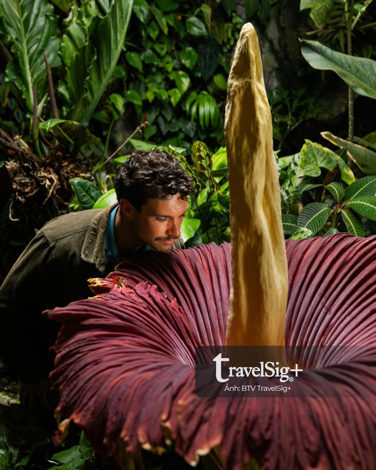 Corpse Flower “hoa xác chết” từ rừng Sumatra đến biểu tượng văn hóa ở phương Tây