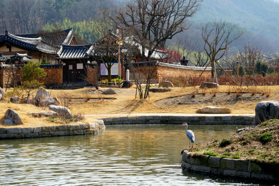 Daegu mùa xuân: Mơ hồng bung nở tại làng Mun Nampyeong