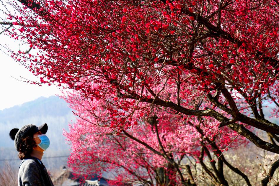 Daegu mùa xuân: Mơ hồng bung nở tại làng Mun Nampyeong
