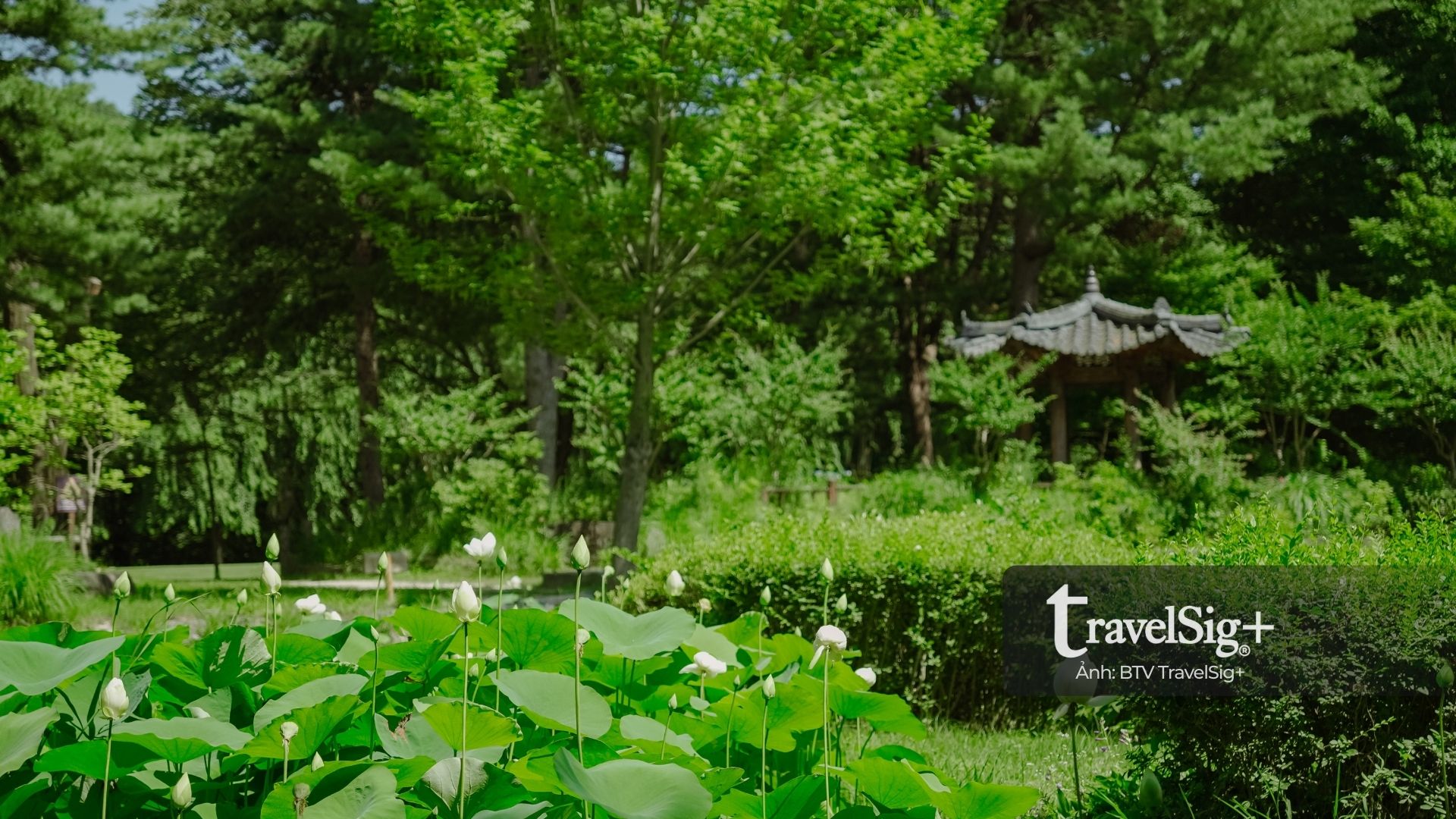 Đảo Nami - Thiên đường mùa hè xanh mát giữa lòng Hàn Quốc