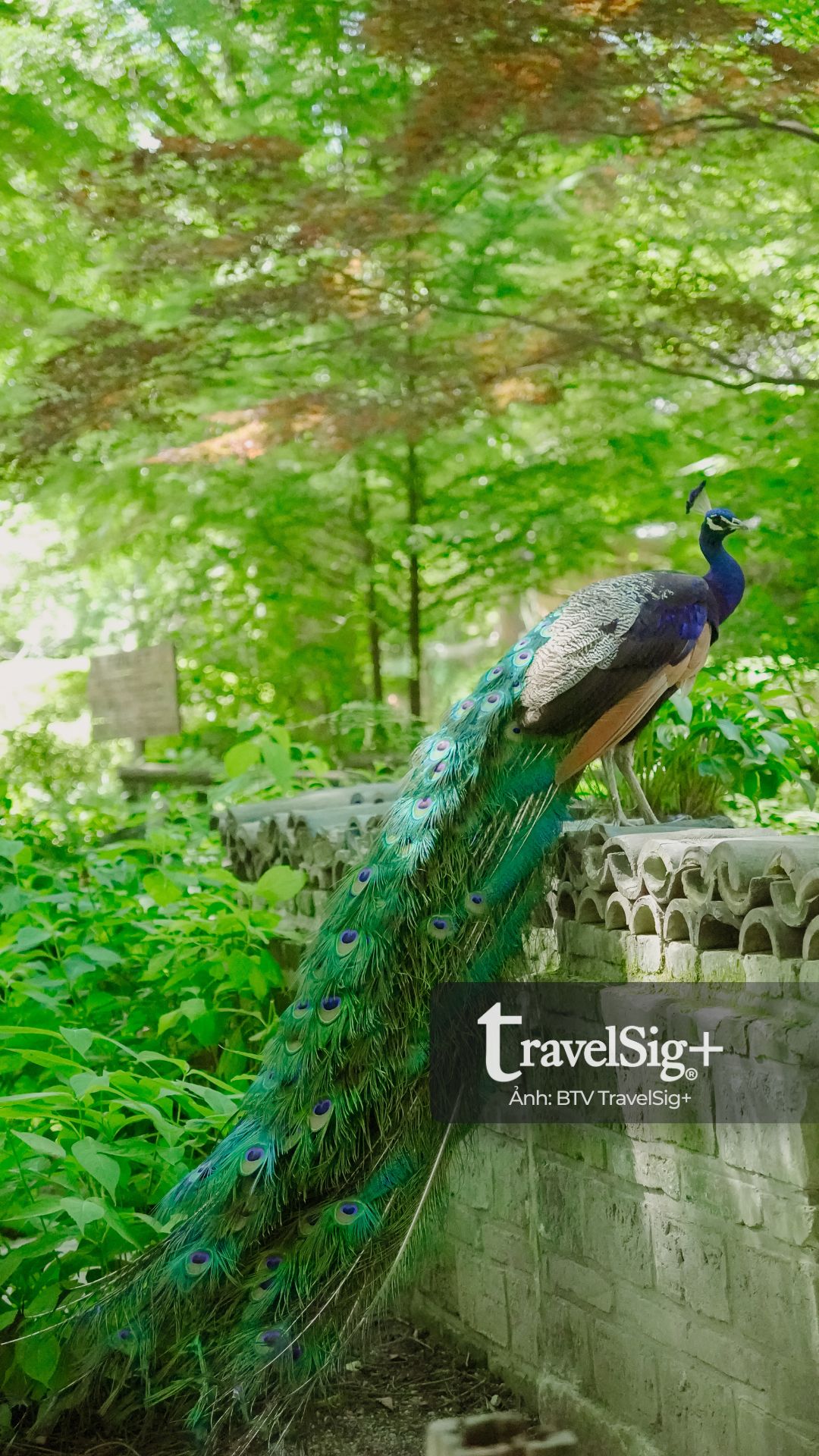 Đảo Nami - Thiên đường mùa hè xanh mát giữa lòng Hàn Quốc