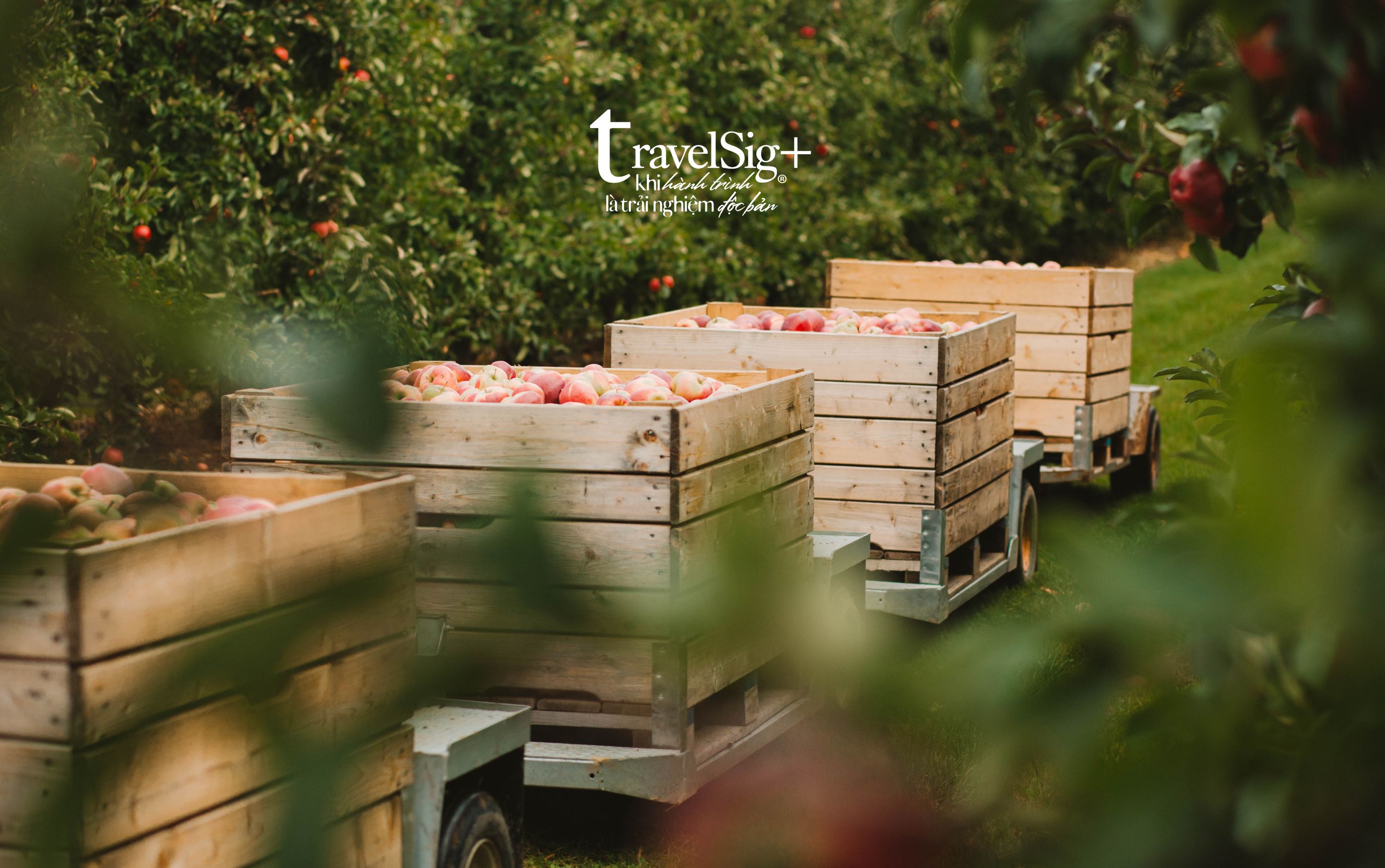 Dr. Davies Farm Stand - Trải nghiệm hái táo giữa thiên nhiên rực rỡ của New York