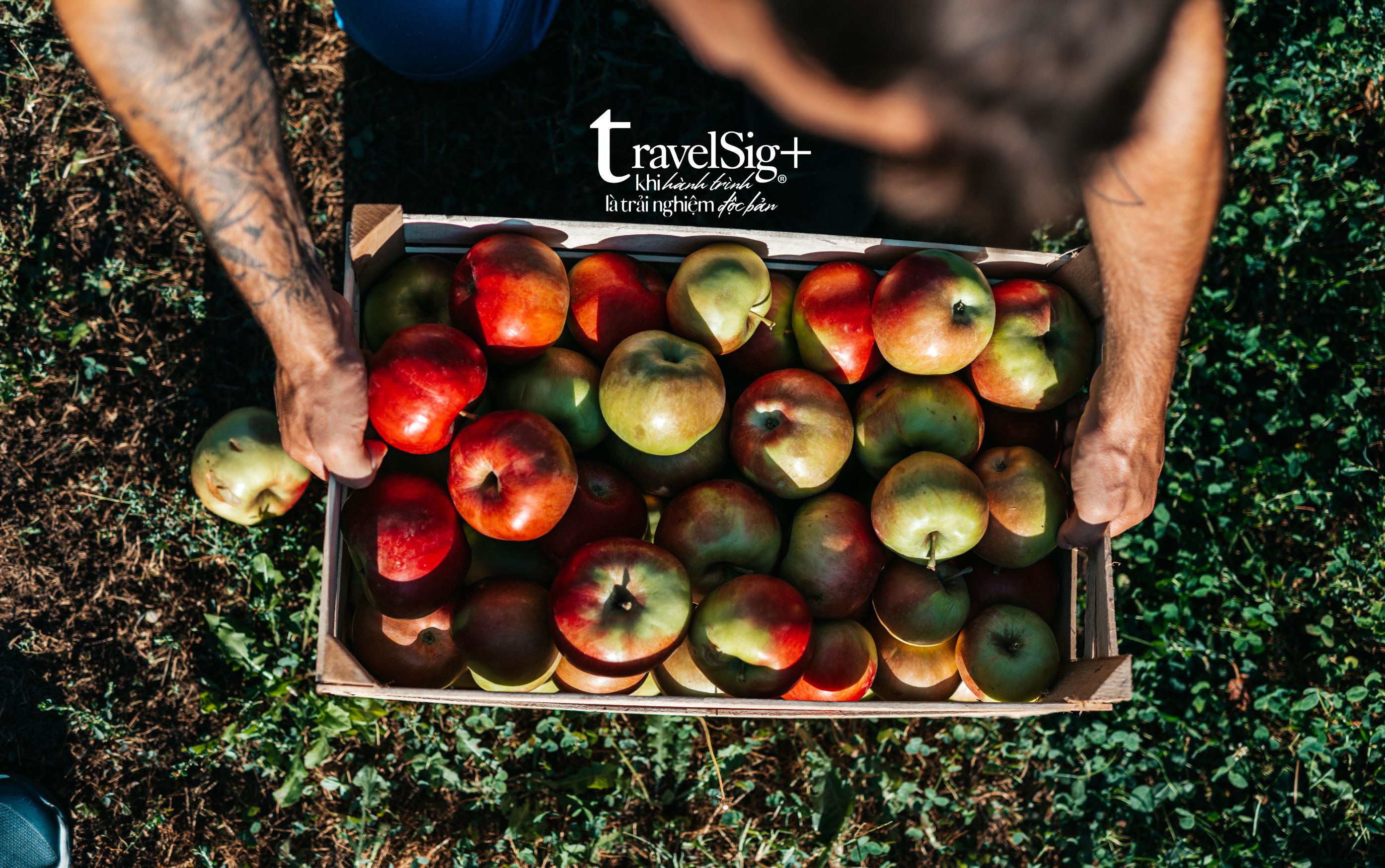 Dr. Davies Farm Stand - Trải nghiệm hái táo giữa thiên nhiên rực rỡ của New York