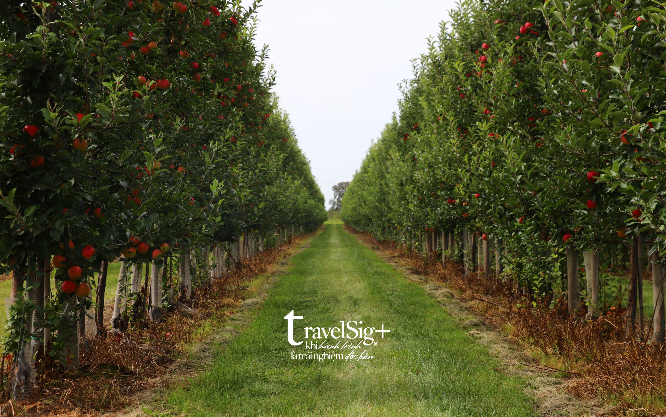 Dr. Davies Farm Stand - Trải nghiệm hái táo giữa thiên nhiên rực rỡ của New York