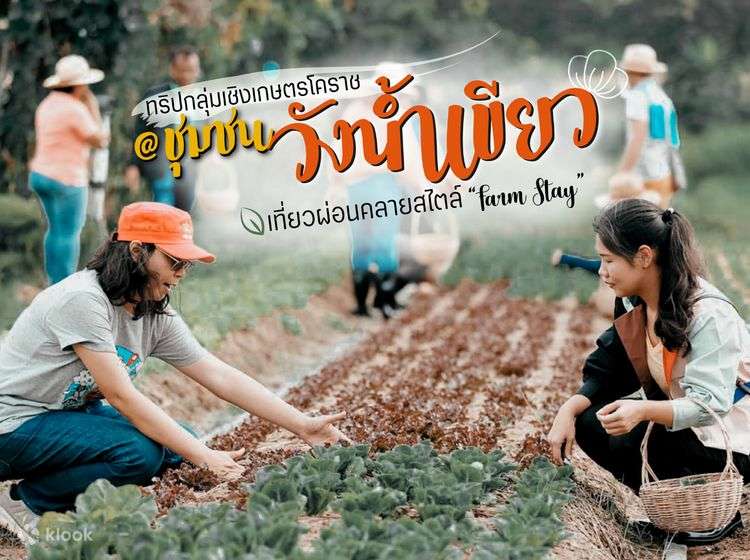 Du lịch nông nghiệp Thái Lan: Từ cà phê Chiang Rai đến vườn cà phê hữu cơ Nakhon Pathom