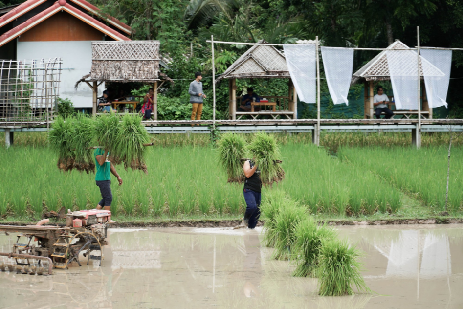 Du lịch nông nghiệp Thái Lan: Từ cà phê Chiang Rai đến vườn cà phê hữu cơ Nakhon Pathom