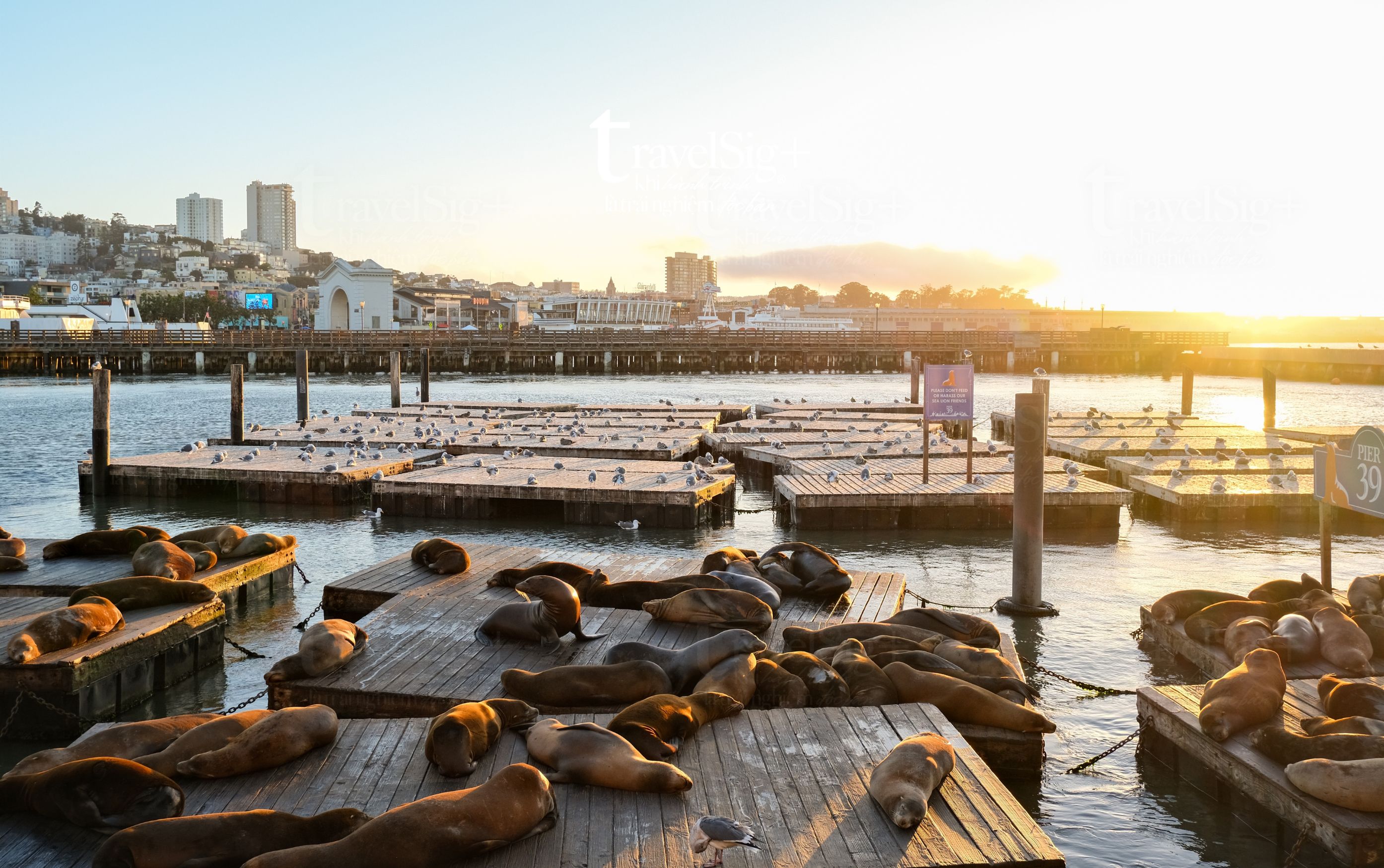 Fisherman’s Wharf - Trái tim sôi động bên vịnh San Francisco
