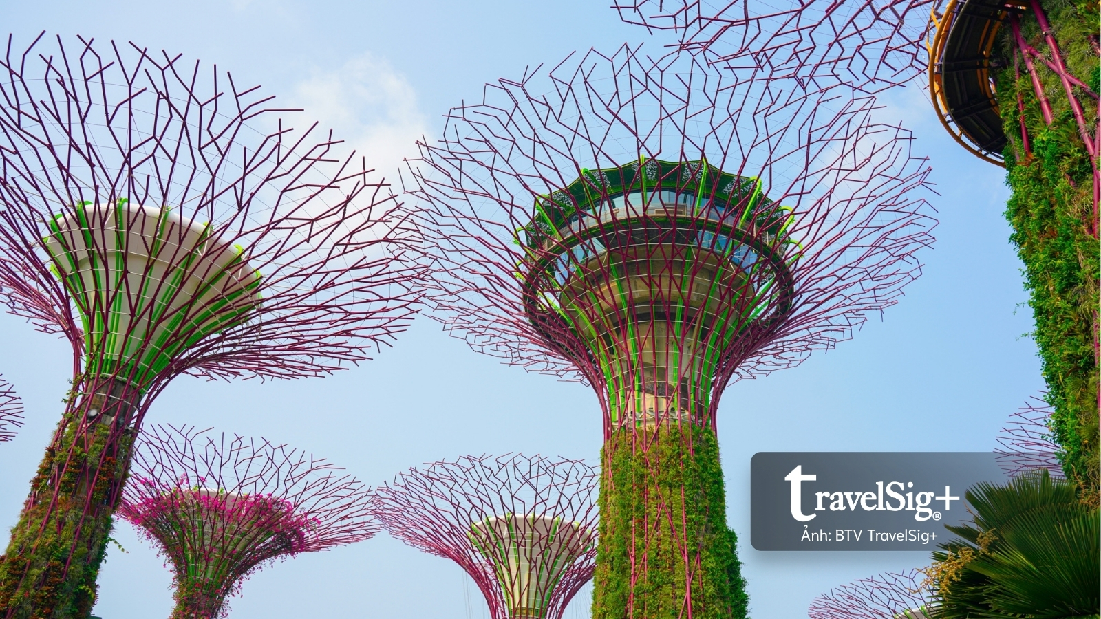 gardens-by-the-bay-khi-singapore-cat-giau-ca-mot-khu-rung-giua-long-do-thi10.jpg