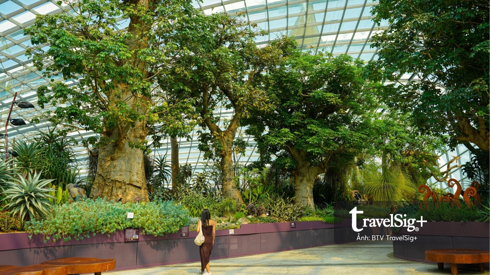 Gardens by the Bay: Khi Singapore cất giấu cả một khu rừng giữa lòng đô thị